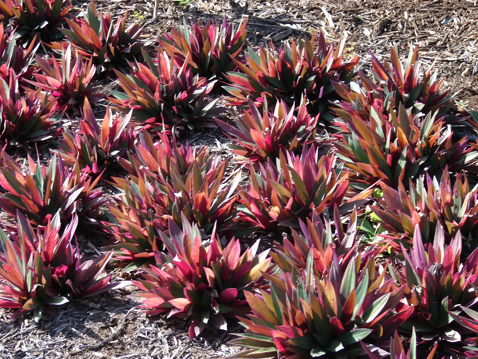 Moses In A Basket (Tradescantia Spathacea) — reaching lengths of 6 to 12 inches and a similar spread of approximately 6 to 8 inches; or as an, image 67