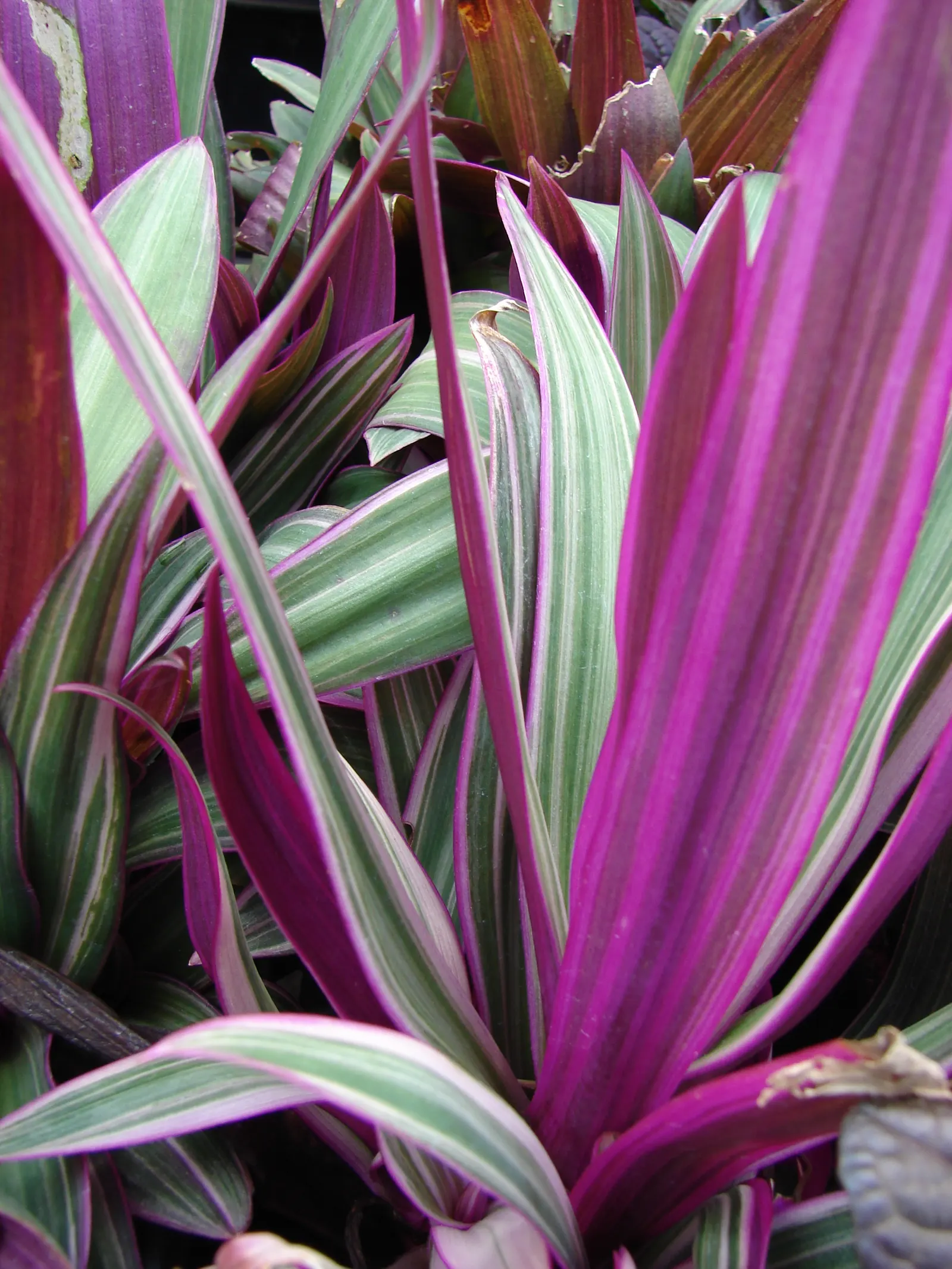 Moses In A Basket (Tradescantia Spathacea) — preferring partial shade but also adapting to full sun conditions; its distinctive rosette arrangement, image 69