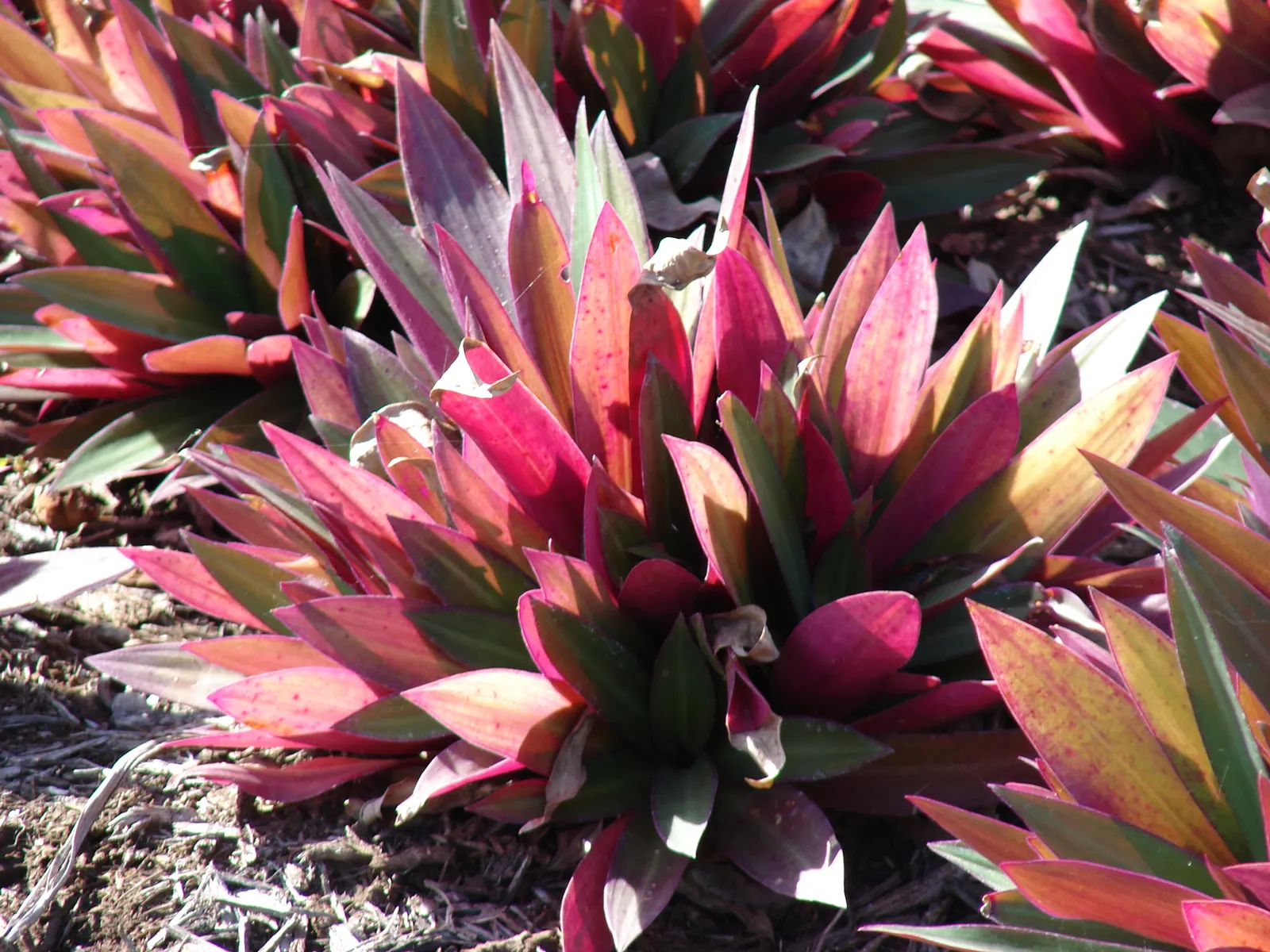 Moses In A Basket (Tradescantia Spathacea) — or as an accent in mixed borders due to its compact nature and vibrant foliage; reaching lengths of 6 to 12 inches