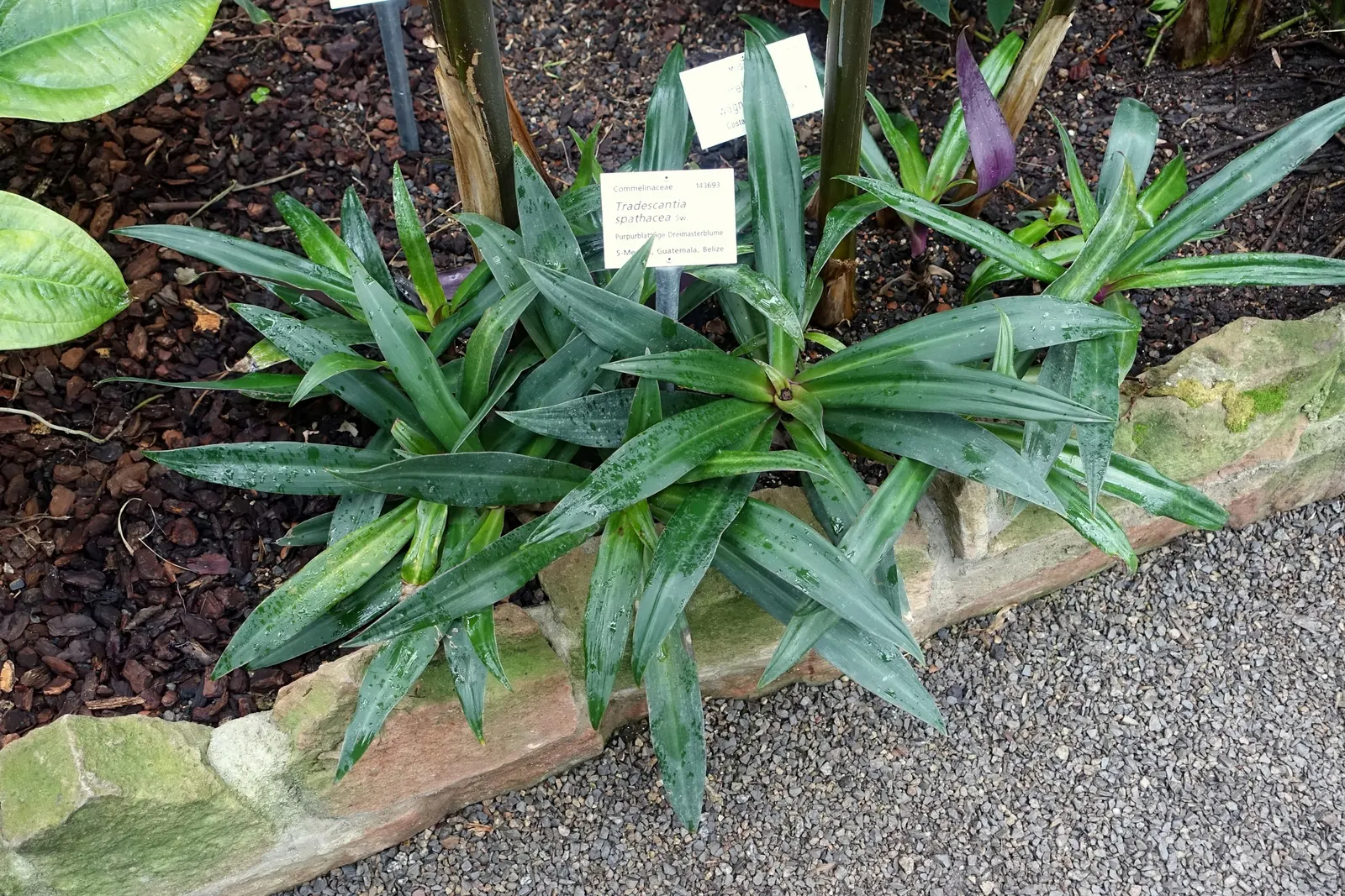 Moses In A Basket (Tradescantia Spathacea) — This plant features rosettes of lance-shaped