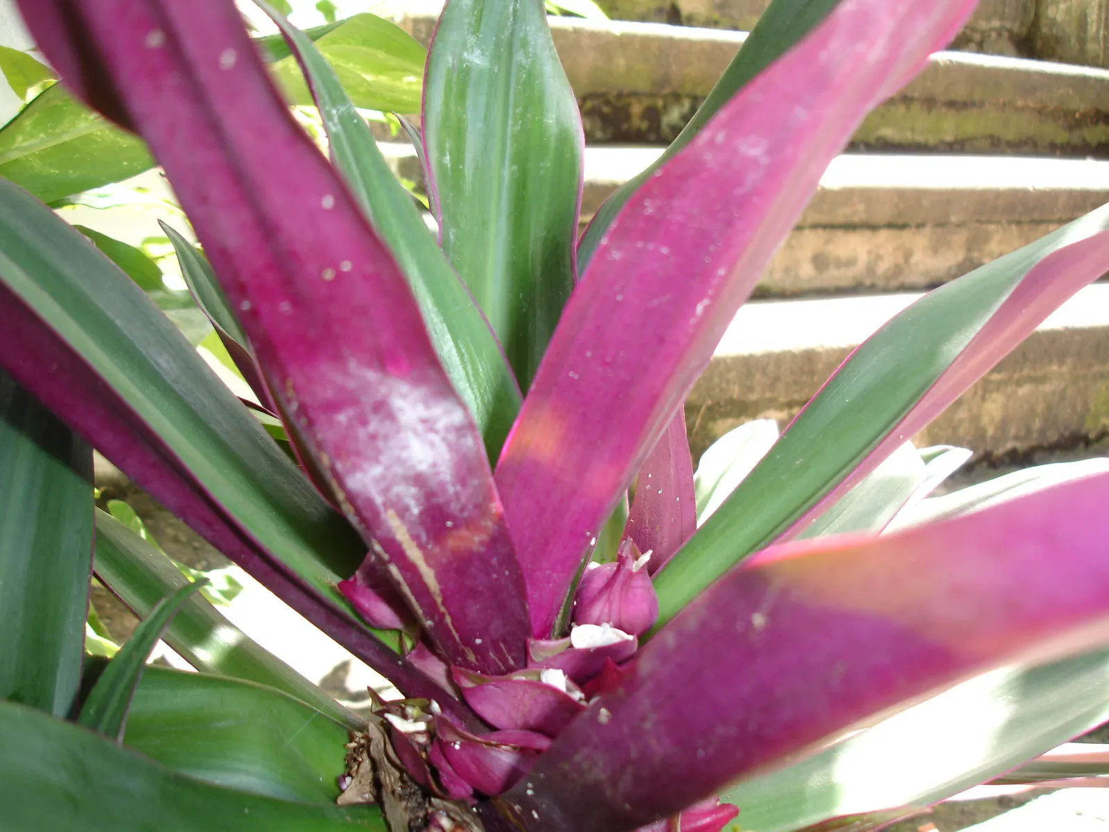 Moses In A Basket (Tradescantia Spathacea) — this plant is excellent for ground cover; its distinctive rosette arrangement cradles small white, image 73
