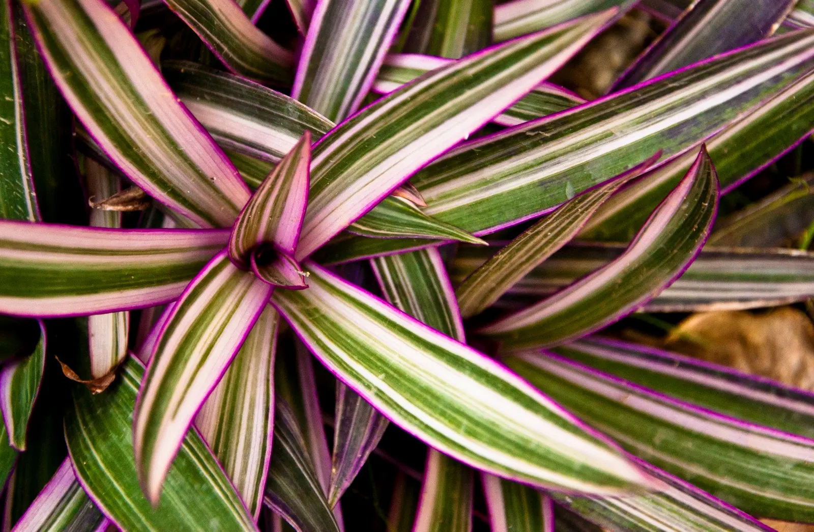 Moses In A Basket (Tradescantia Spathacea) — preferring partial shade but also adapting to full sun conditions; its distinctive rosette arrangement cradles