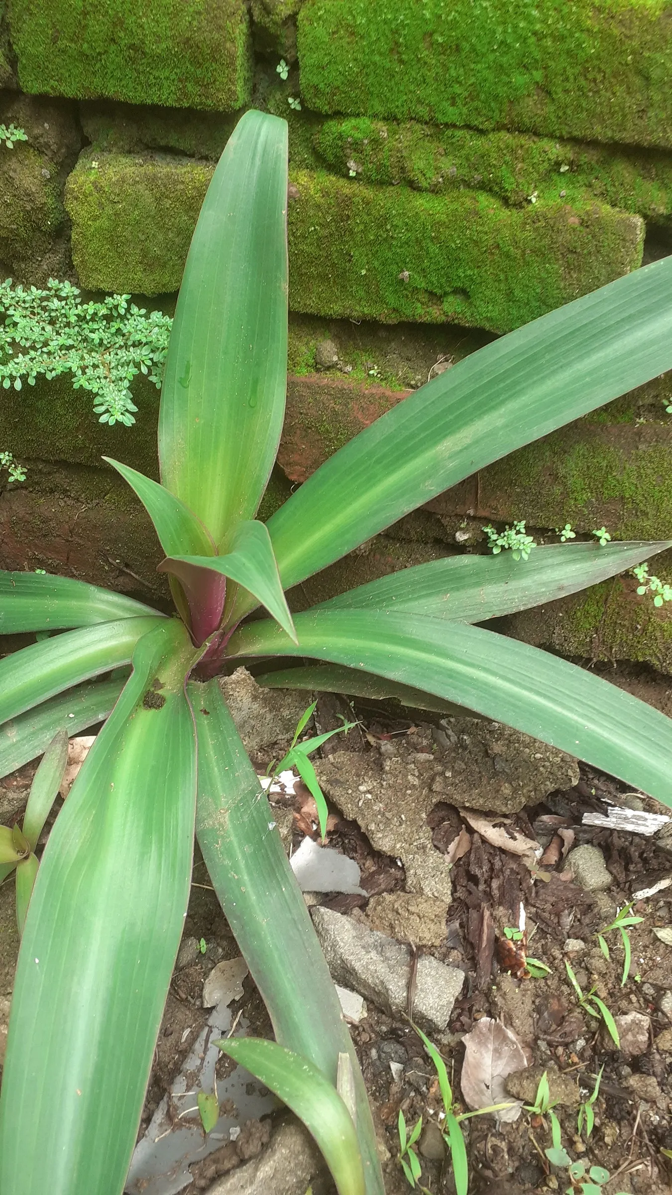 Moses In A Basket (Tradescantia Spathacea) — commonly known as Moses in the Basket; or as an accent in mixed borders due to its compact nature and, image 63