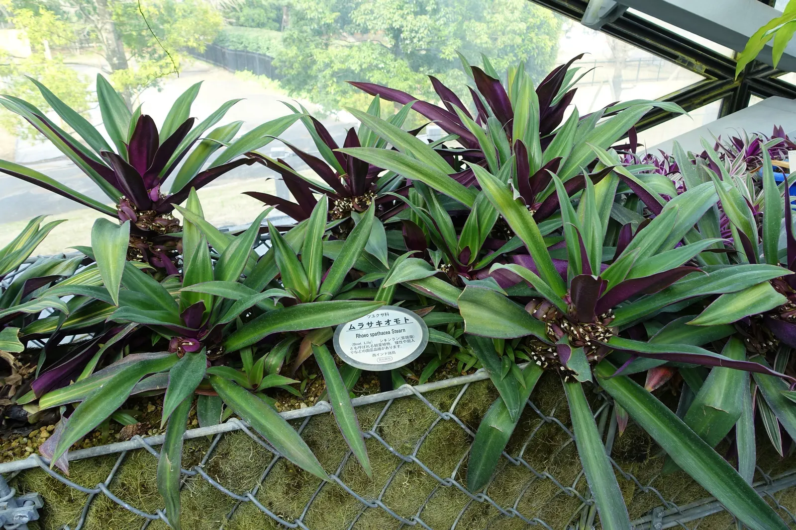 Moses In A Basket (Tradescantia Spathacea) — glossy green leaves with bold purple undersides; reaching lengths of 6 to 12 inches and a similar, image 94