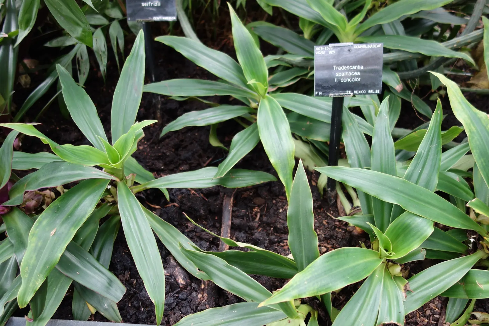 Moses In A Basket (Tradescantia Spathacea) — white flowers in the garden; reaching lengths of 6 to 12 inches and a similar spread of approximately, image 82