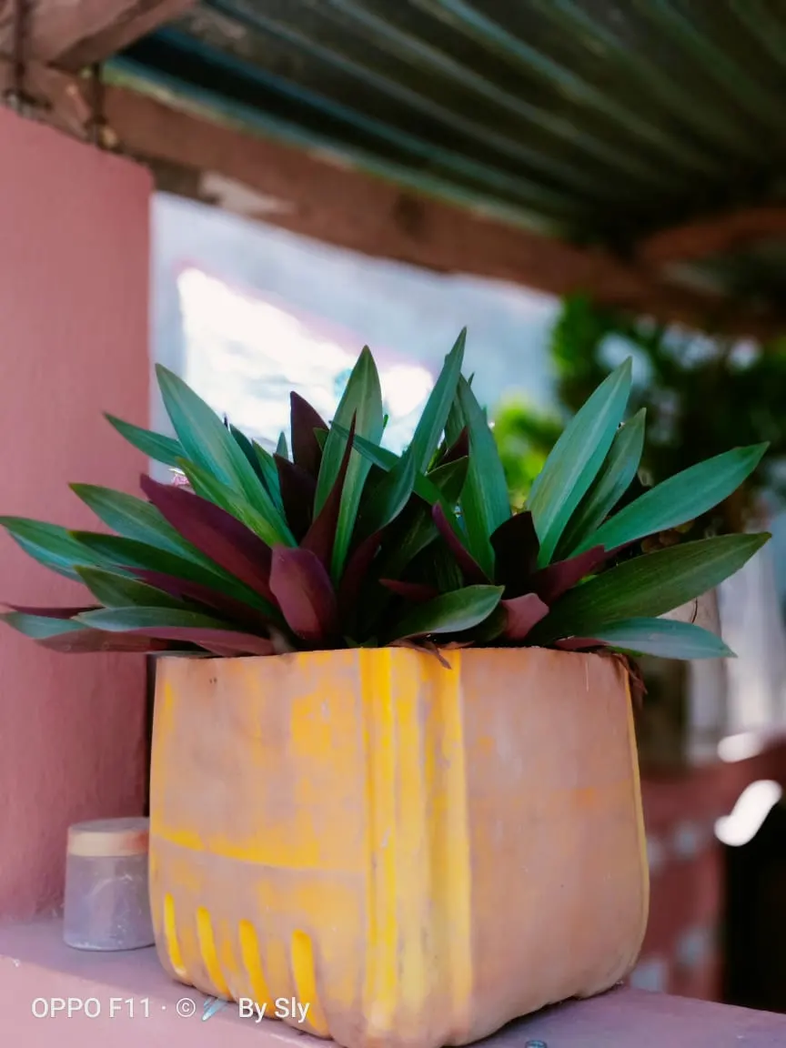 Moses In A Basket (Tradescantia Spathacea) — Its growth habit is clumping, allowing it to fill spaces without becoming invasive; or as an accent in mixed