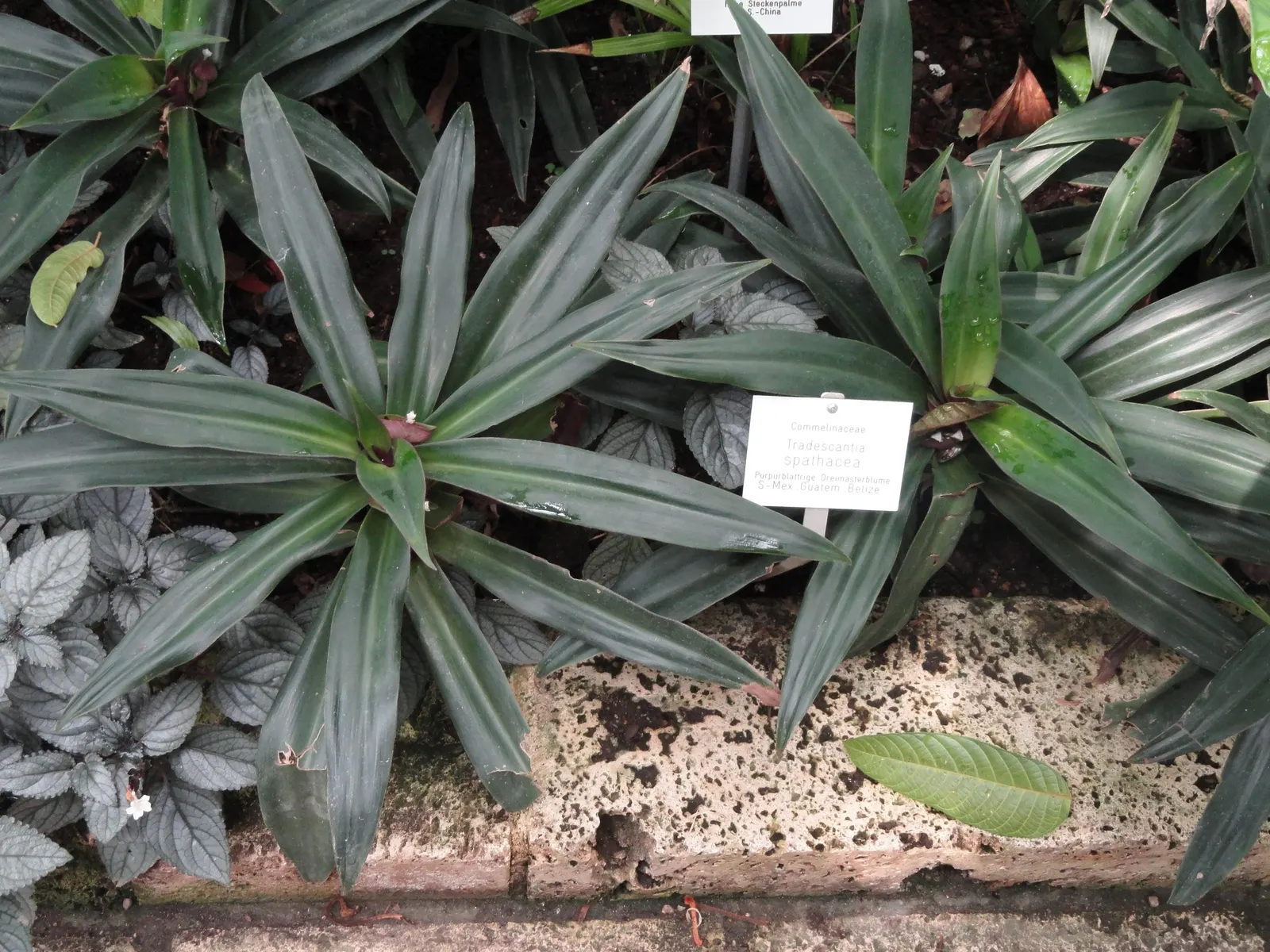 Moses In A Basket (Tradescantia Spathacea) — Preferring indirect sunlight, it flourishes in well-draining soil; its distinctive rosette arrangement, image 89