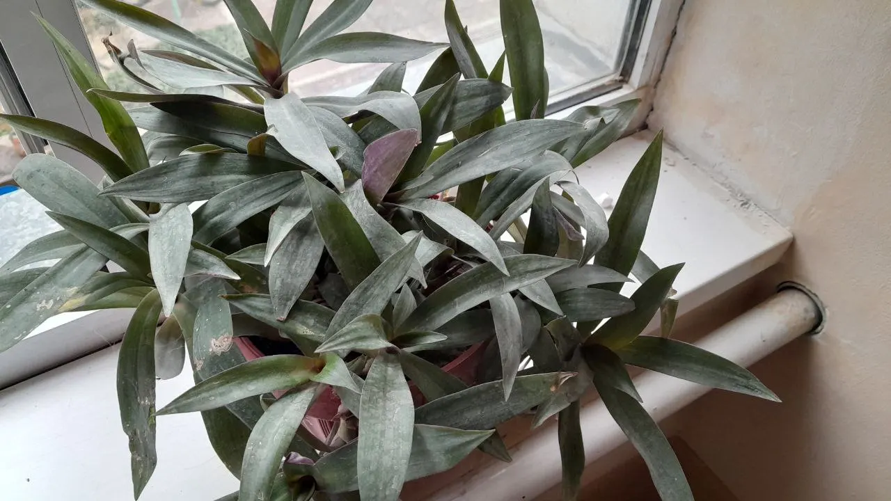Moses In A Basket (Tradescantia Spathacea) — The ideal environment includes well-draining soil and regular watering to maintain moderate moisture; however