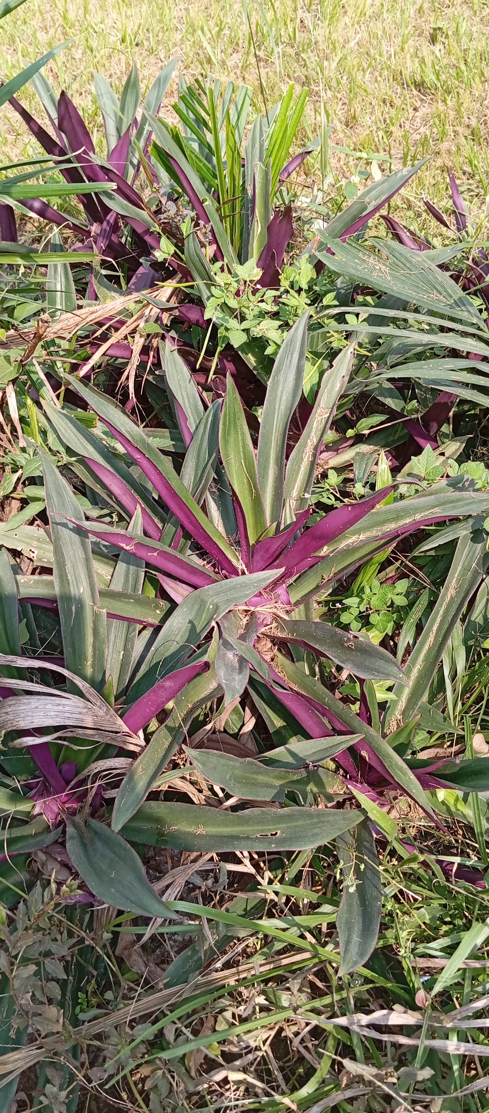 Moses In A Basket (Tradescantia Spathacea) — glossy green leaves with bold purple undersides; reaching lengths of 6 to 12 inches and a similar, image 66