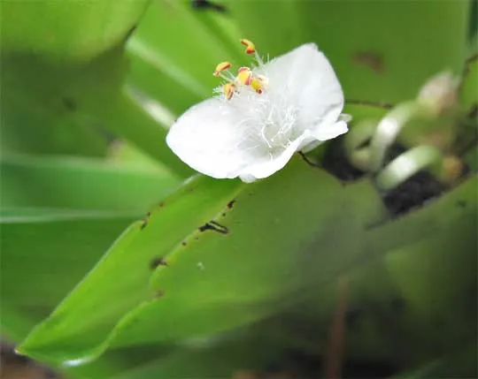Moses In A Basket (Tradescantia Spathacea) — or as an accent in mixed borders due to its compact nature and vibrant foliage; reaching lengths of 6, image 74
