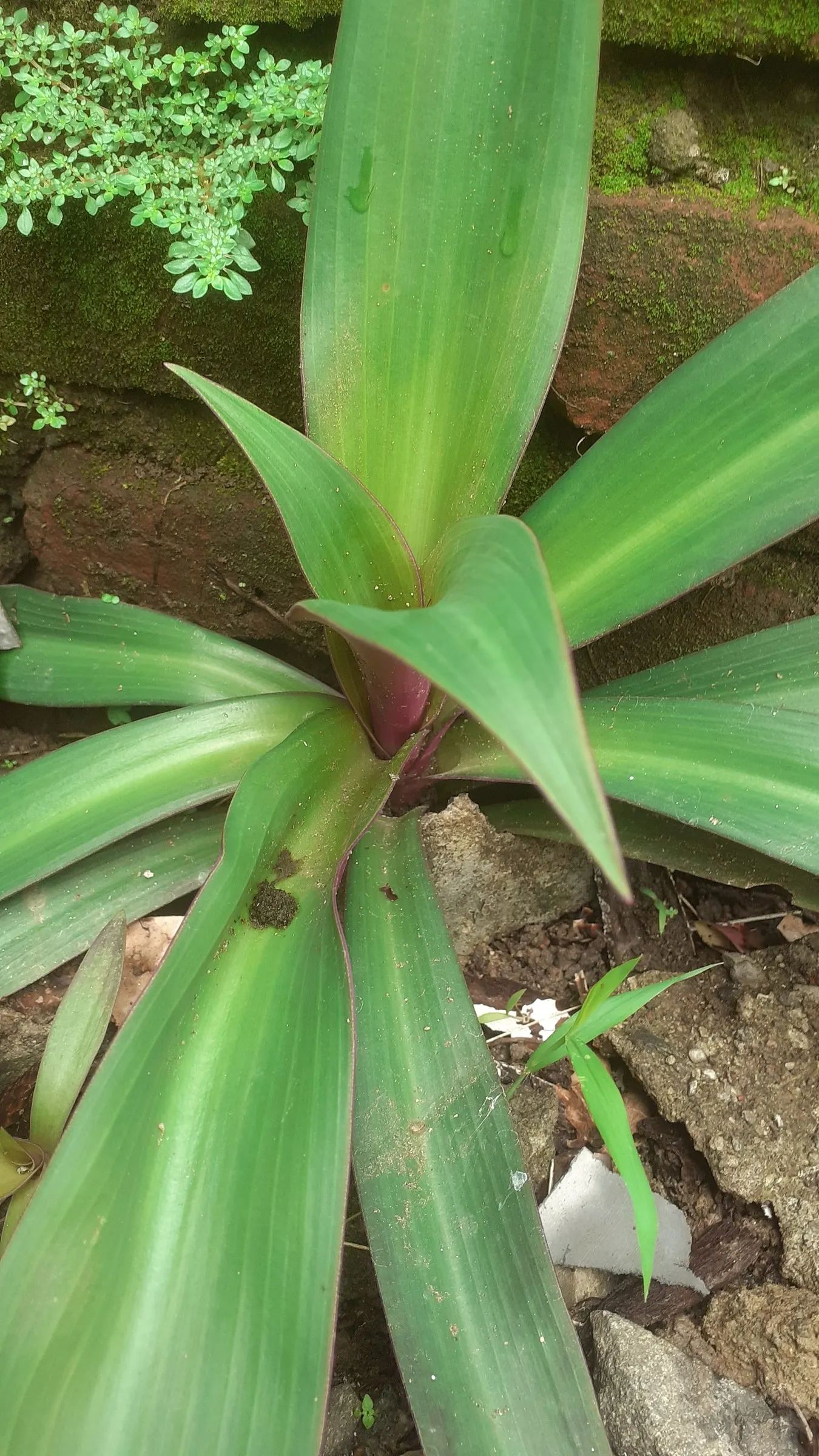 Moses In A Basket (Tradescantia Spathacea) — Its distinctive rosette arrangement cradles small white flowers, resembling a baby in a cradle
