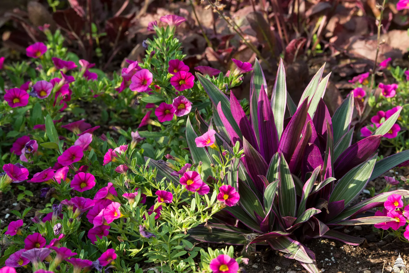 Moses In A Basket (Tradescantia Spathacea) — This plant features rosettes of lance-shaped; its distinctive rosette arrangement cradles small white, image 65