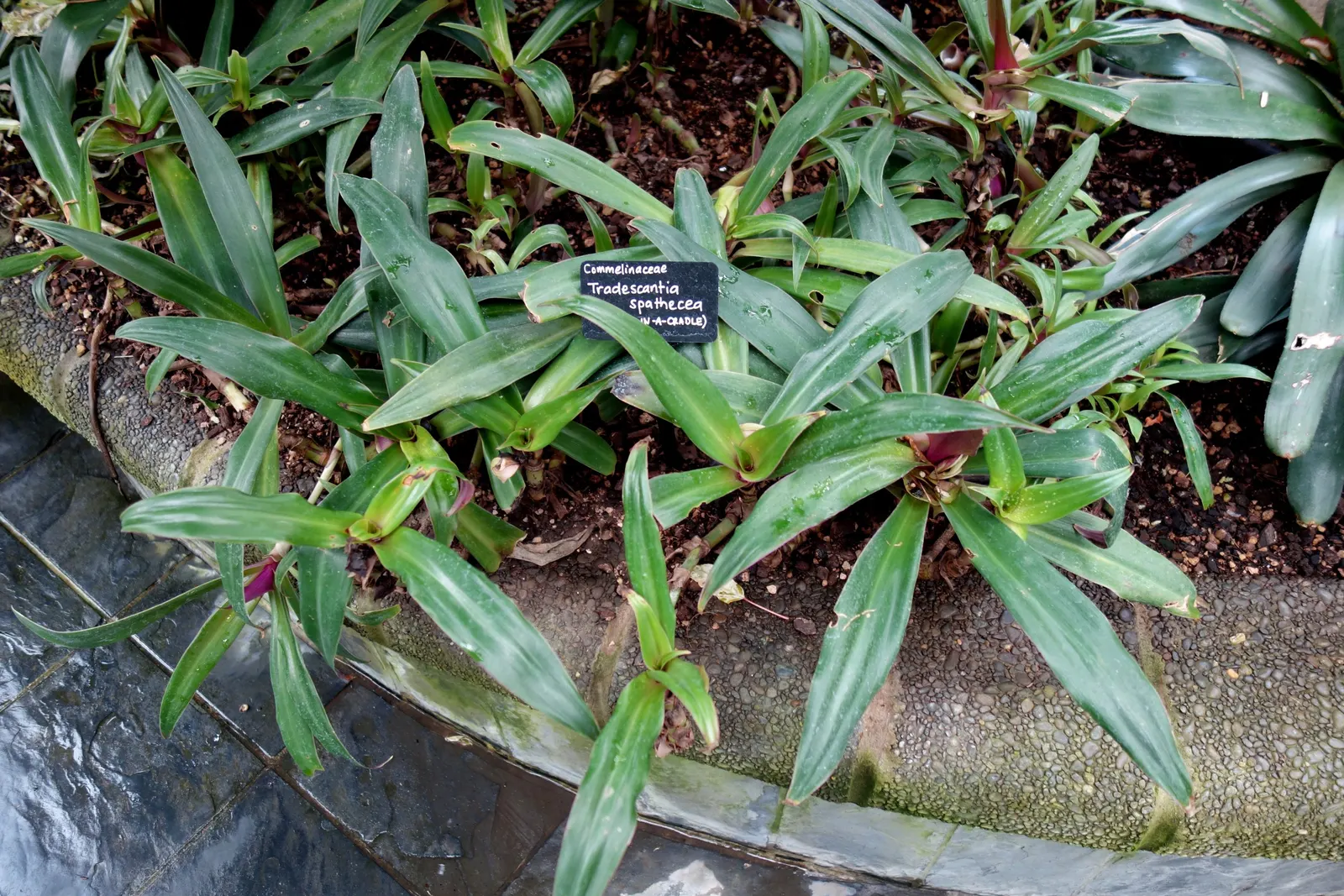 Moses In A Basket (Tradescantia Spathacea) — This plant features rosettes of lance-shaped; its distinctive rosette arrangement cradles small white, image 93