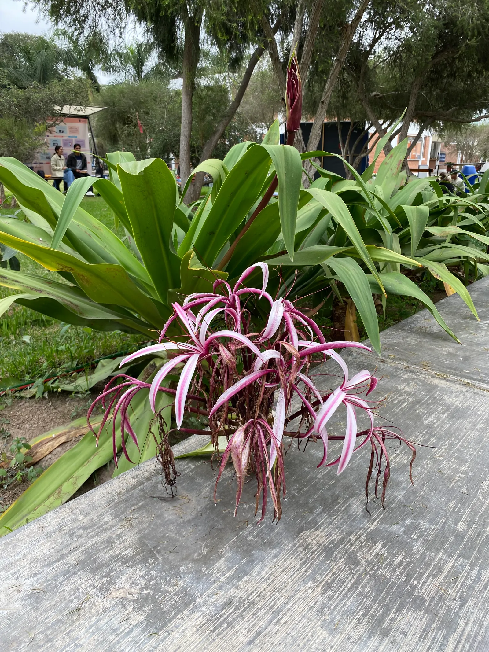 Moses In A Basket (Tradescantia Spathacea) — perennial for full or half or shade; providing long-lasting visual appeal in the landscape, image 84