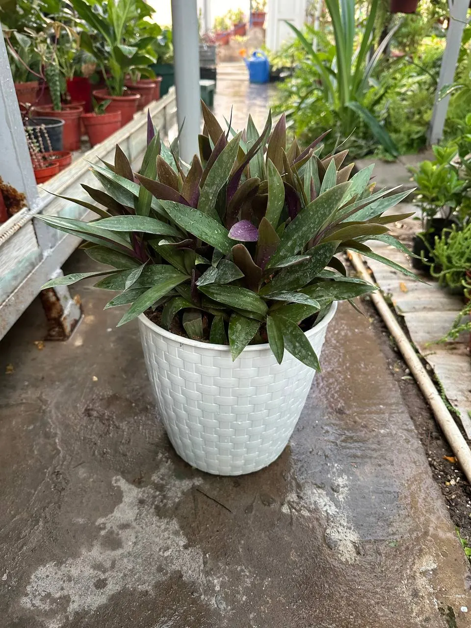 Moses In A Basket (Tradescantia Spathacea) — commonly known as Moses in the Basket