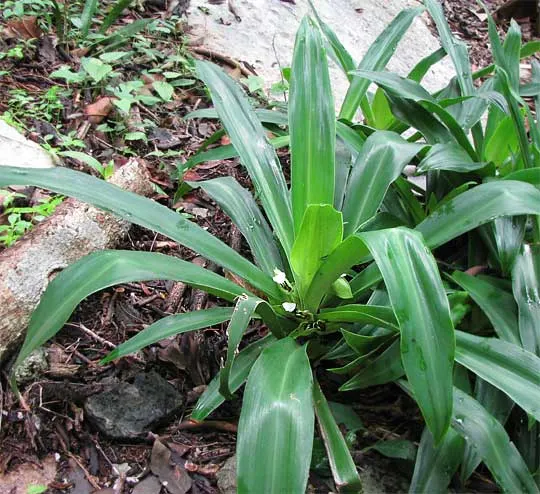 Moses In A Basket (Tradescantia Spathacea) — Its distinctive rosette arrangement cradles small white flowers, resembling a baby in a cradle, image 60