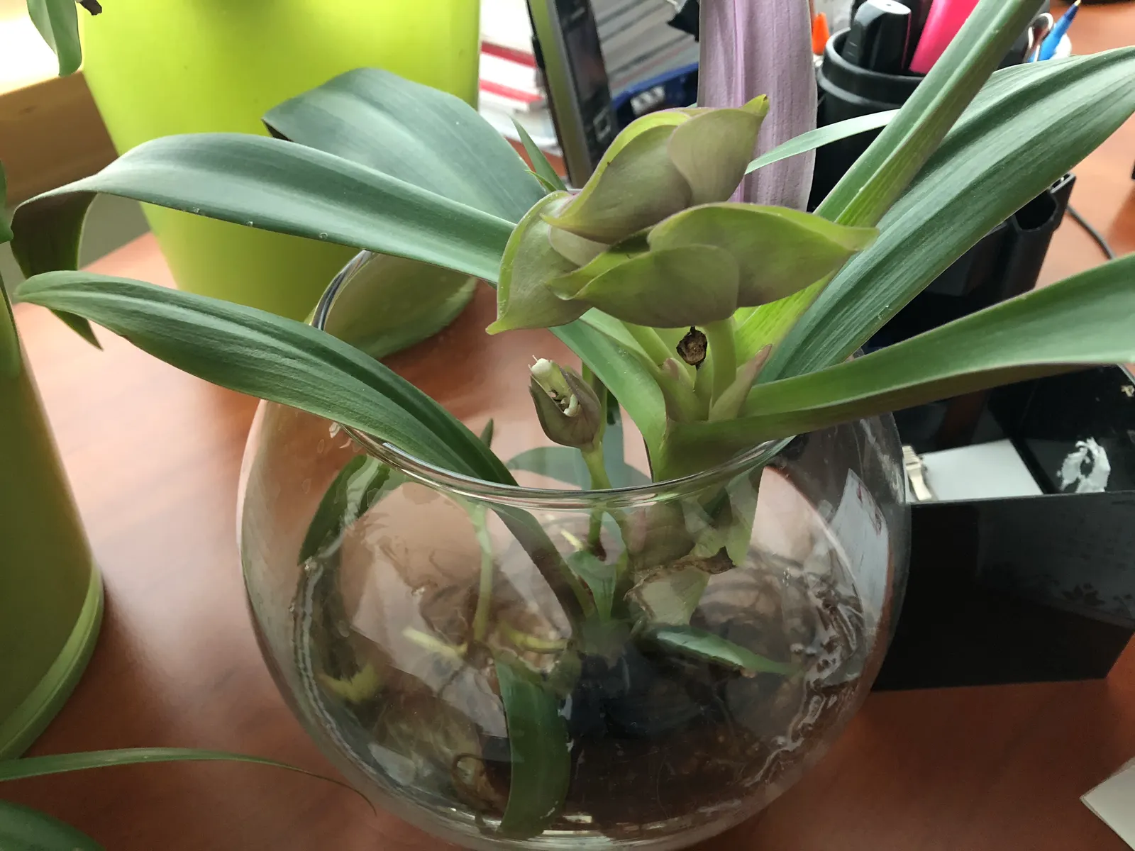 Moses In A Basket (Tradescantia Spathacea) — resembling boats or baskets; providing long-lasting visual appeal in the landscape, image 68