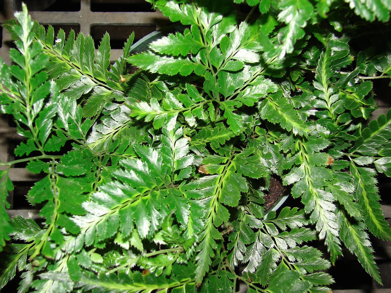 East Indian Holly Fern (Arachnoides Simplicior 'Variegata') — variegated fronds that exhibit light green centers with dark green edges