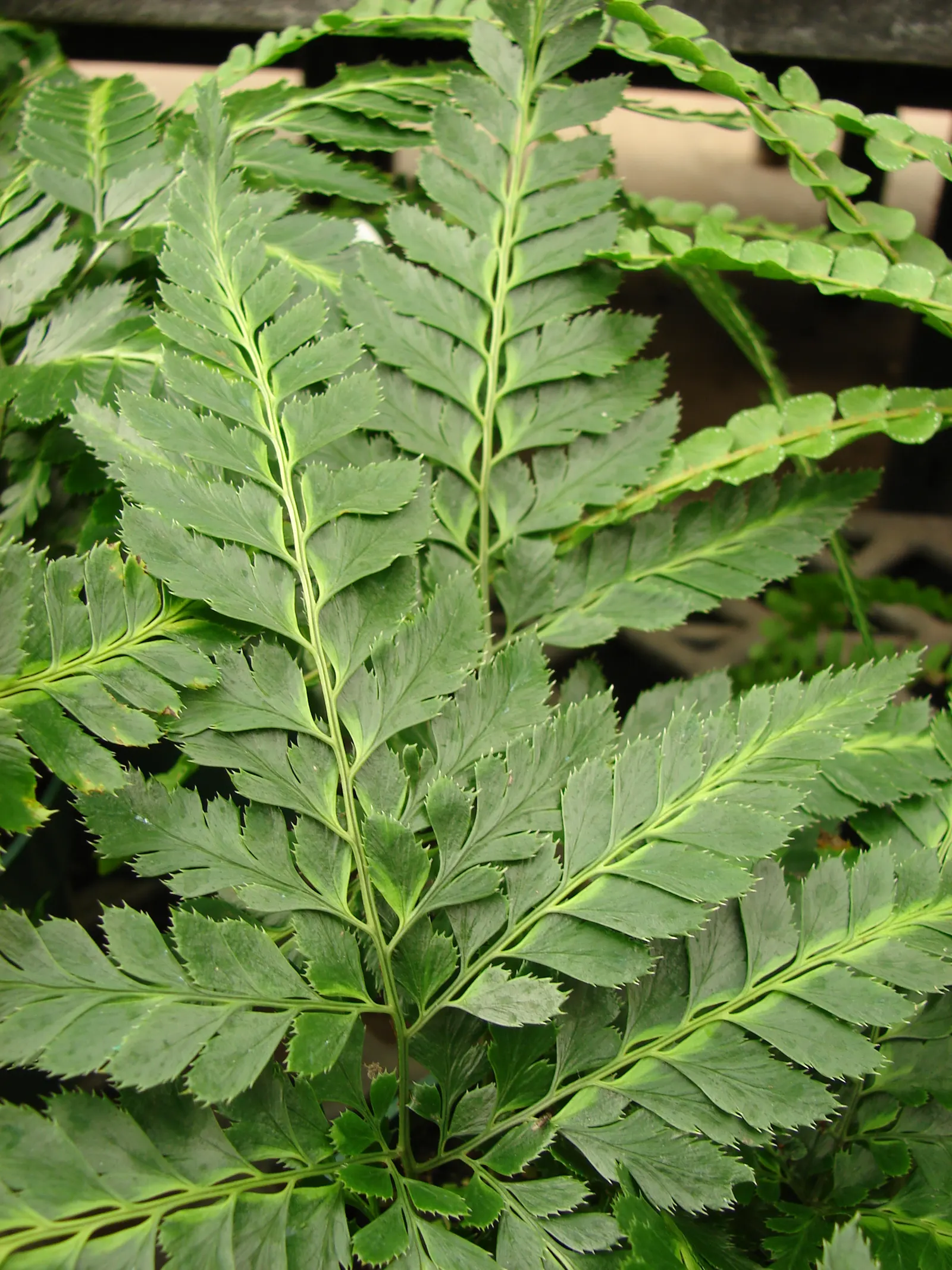 East Indian Holly Fern (Arachnoides Simplicior 'Variegata') — This evergreen fern grows up to 18 inches tall and 24 inches wide, thriving in USDA Zones 6 - 10