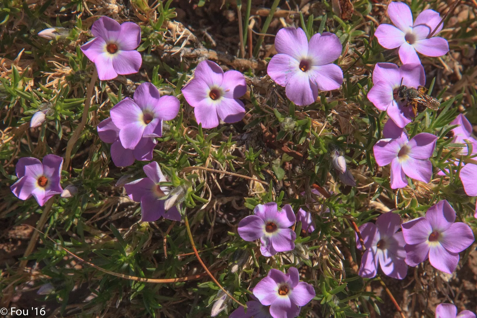 Crater Lake Phlox (Phlox 'Crater Lake') — It prefers full sun to partial shade and well-drained soil