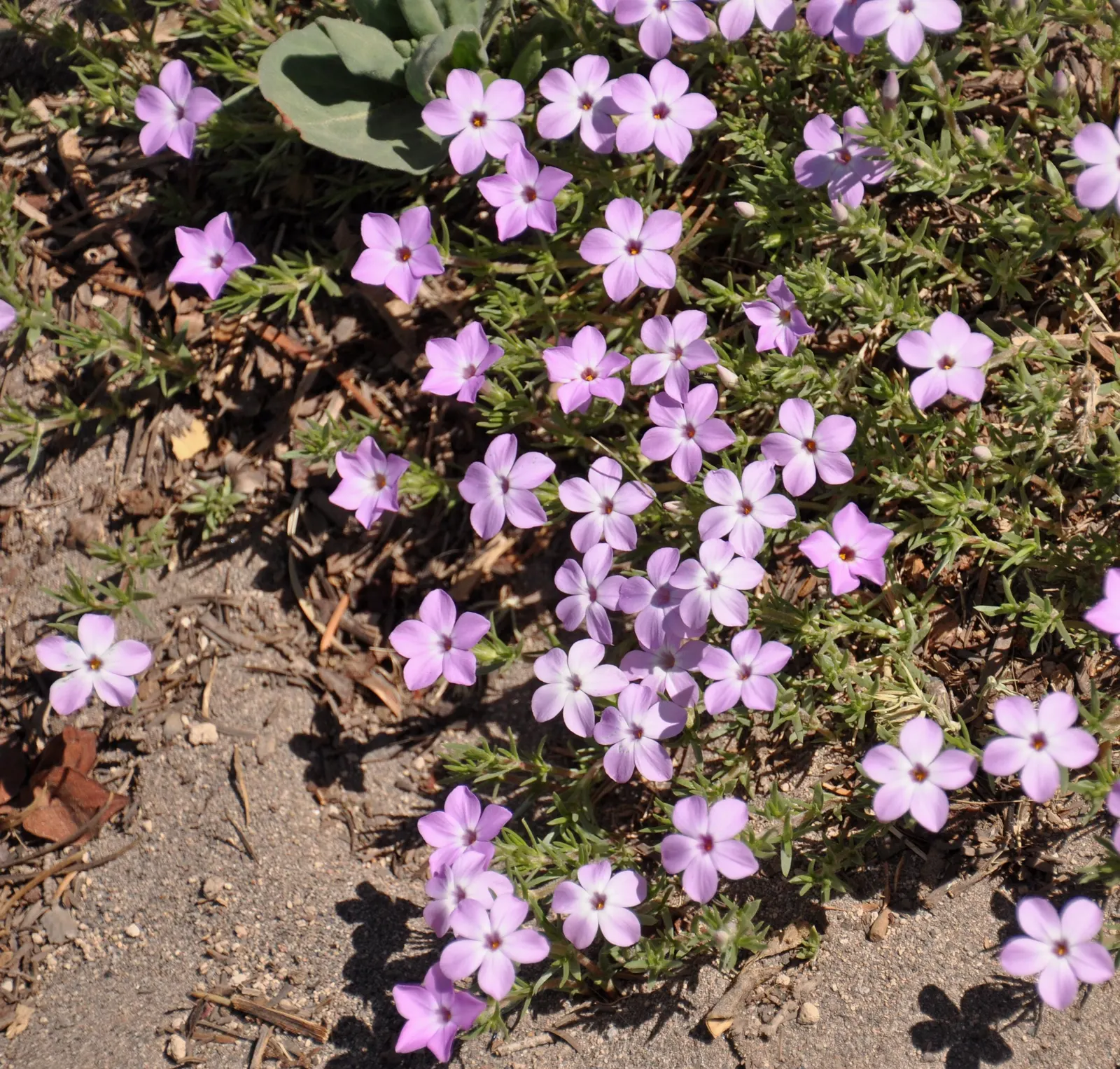 Crater Lake Phlox (Phlox 'Crater Lake') — This perennial thrives in USDA zones 4-8, blooming profusely in spring
