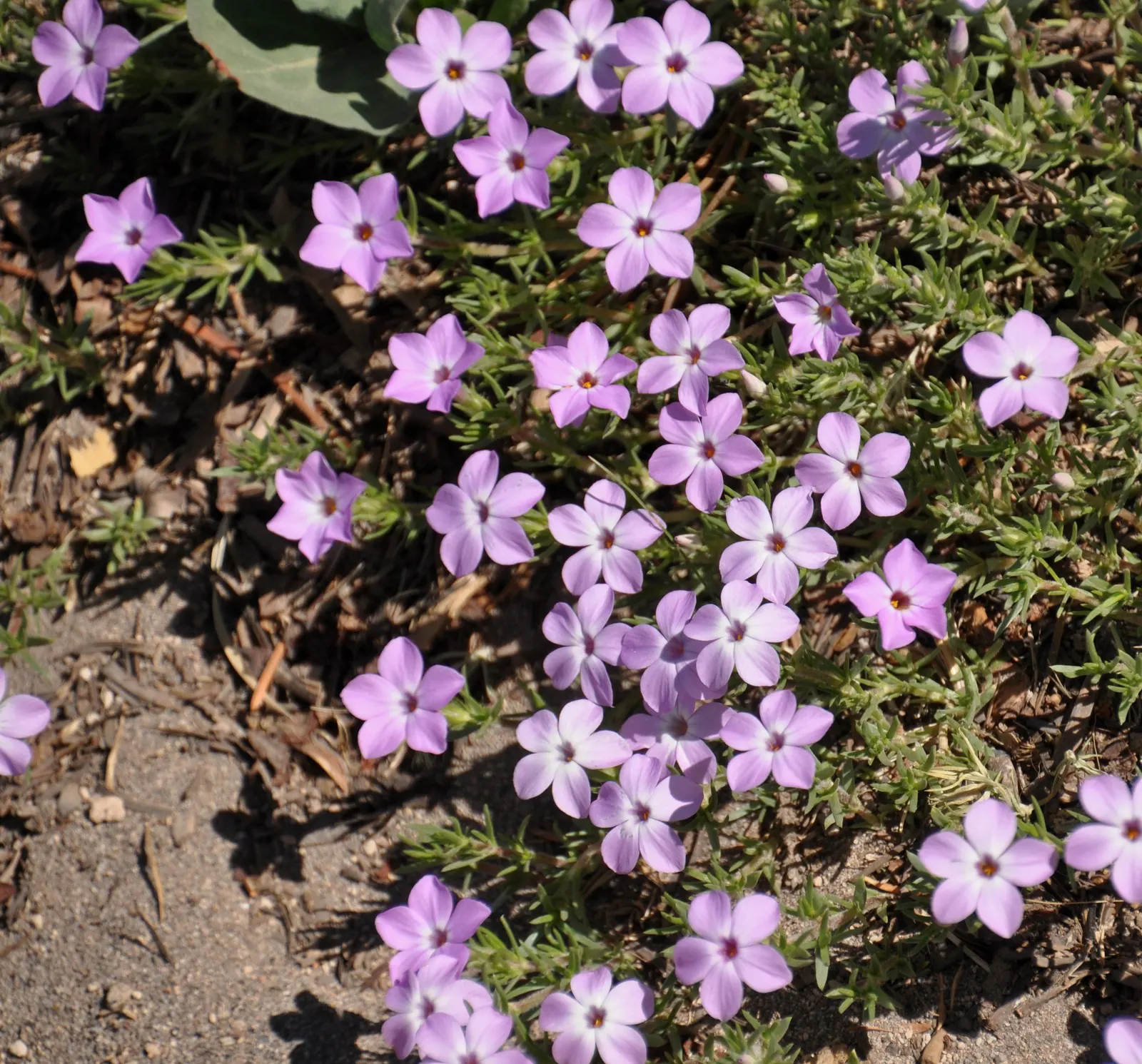 Crater Lake Phlox (Phlox 'Crater Lake') — The Phlox 'Crater Lake' boasts vivid blue-violet flowers clustered atop 8-12 inch stems