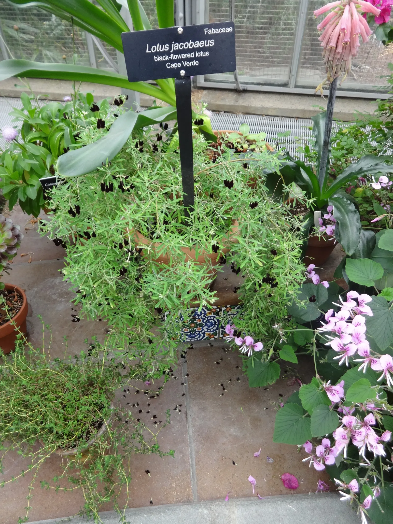 Heartleaf Pelargonium (Pelargonium Cordifolium) — Boasting a compact growth habit; prune regularly to maintain shape and encourage lush growth