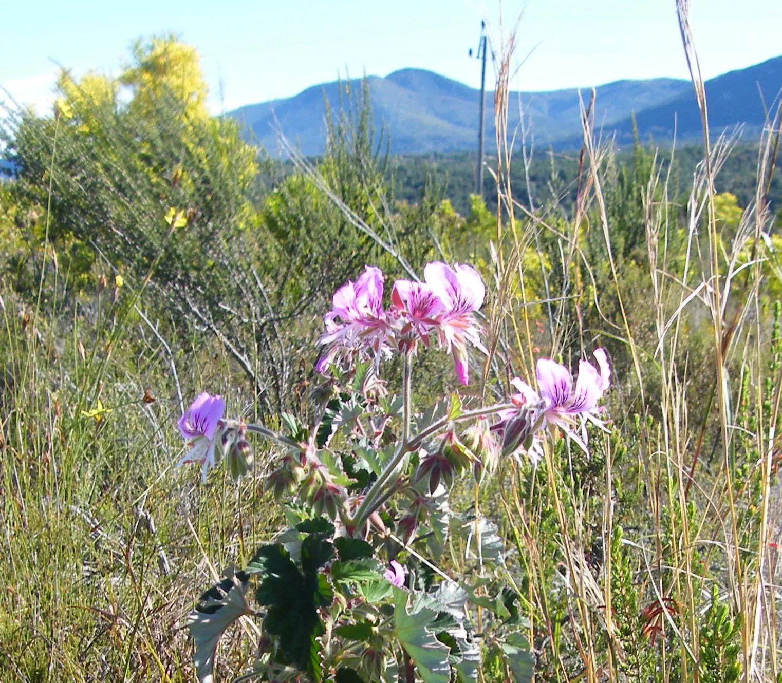 Heartleaf Pelargonium (Pelargonium Cordifolium) — lavender and pink flowers in the garden