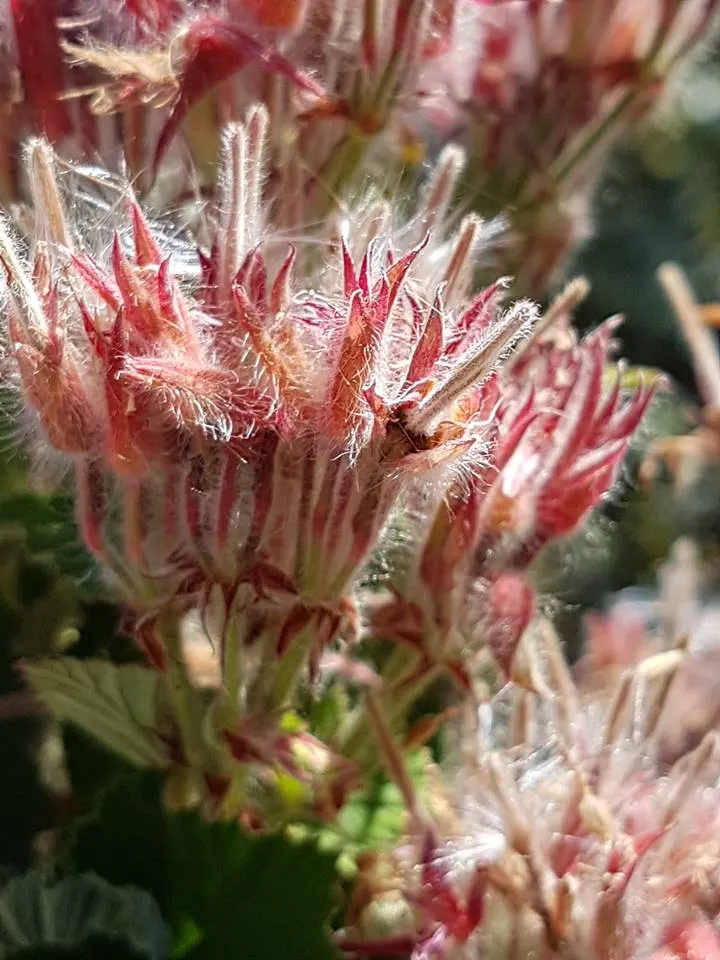 Heartleaf Pelargonium (Pelargonium Cordifolium) — and can reach up to 3 inches in width