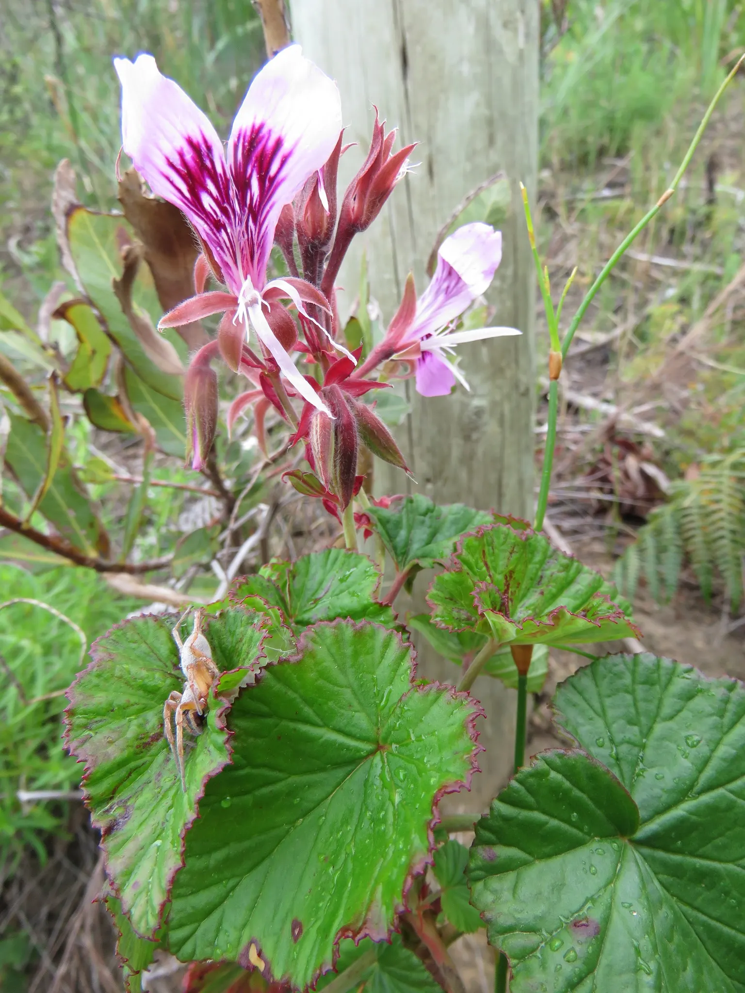 Heartleaf Pelargonium (Pelargonium Cordifolium) — While it requires regular watering