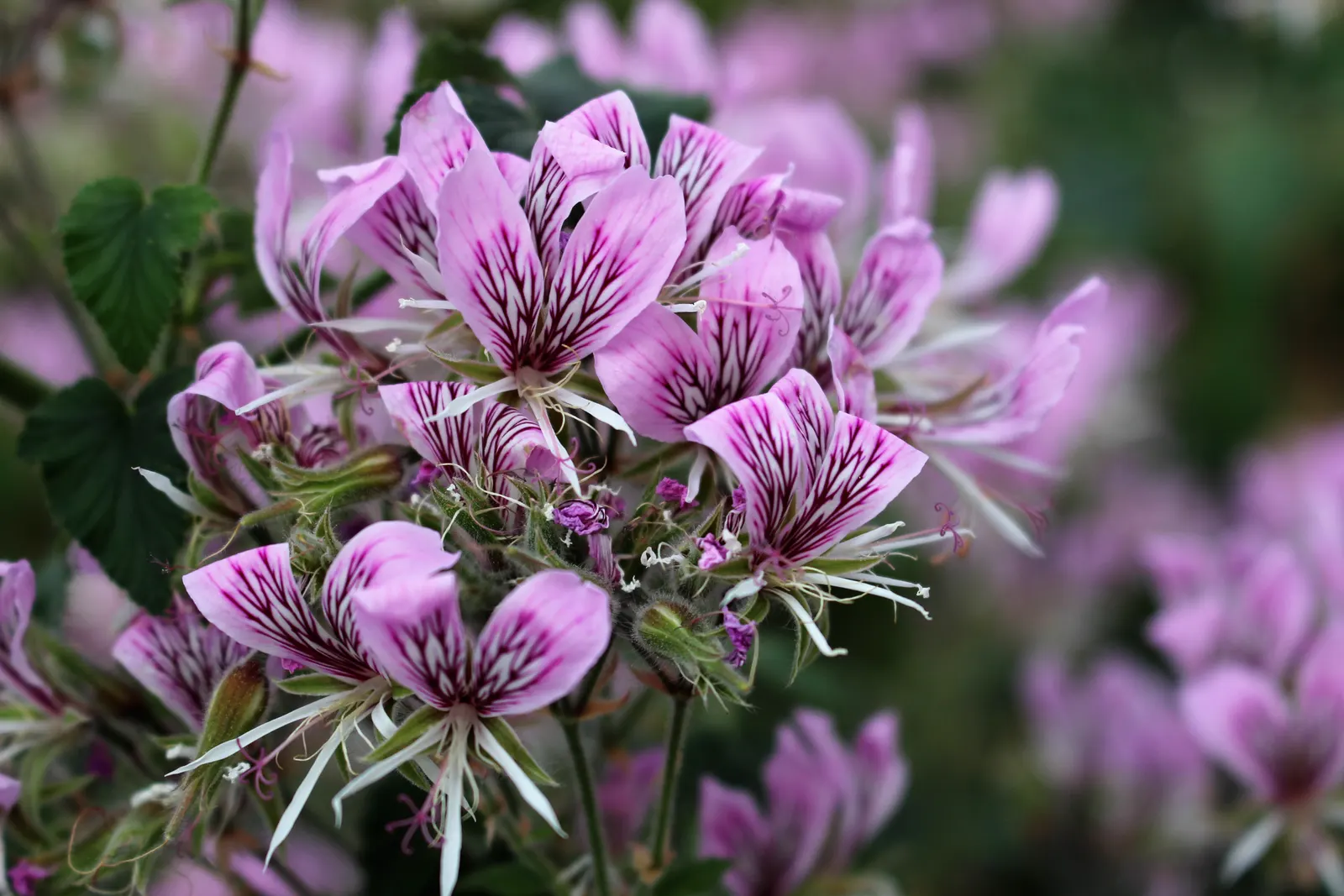 Heartleaf Pelargonium (Pelargonium Cordifolium) — This perennial reaches up to 24 inches in height