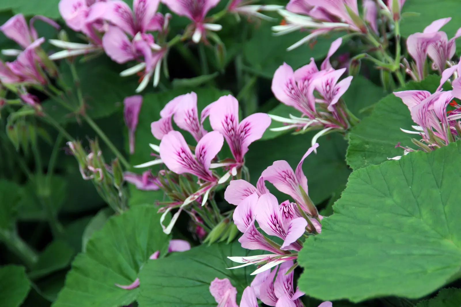Heartleaf Pelargonium (Pelargonium Cordifolium) — features velvety heart-shaped leaves with an enchanting citrus scent; with hues ranging from mauve to pink