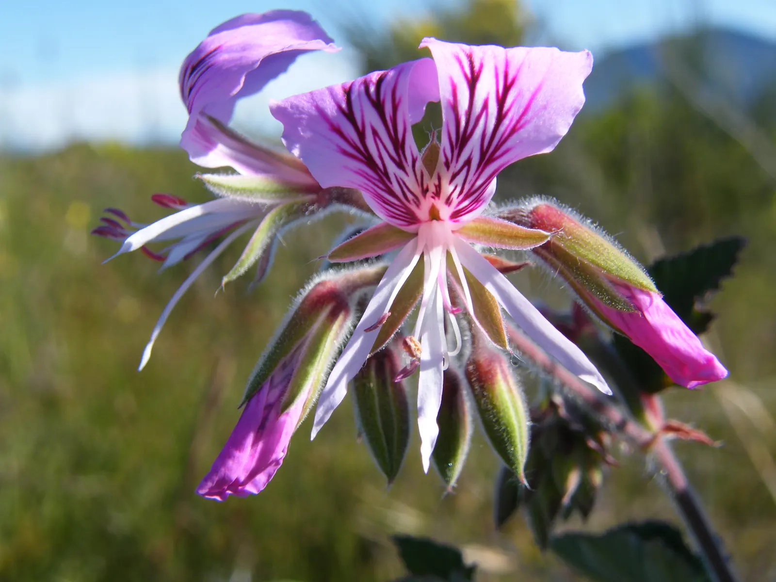 Heartleaf Pelargonium (Pelargonium Cordifolium) — the Heartleaf Geranium thrives in USDA hardiness zones 9 to 11; scientifically named Pelargonium cordifolium
