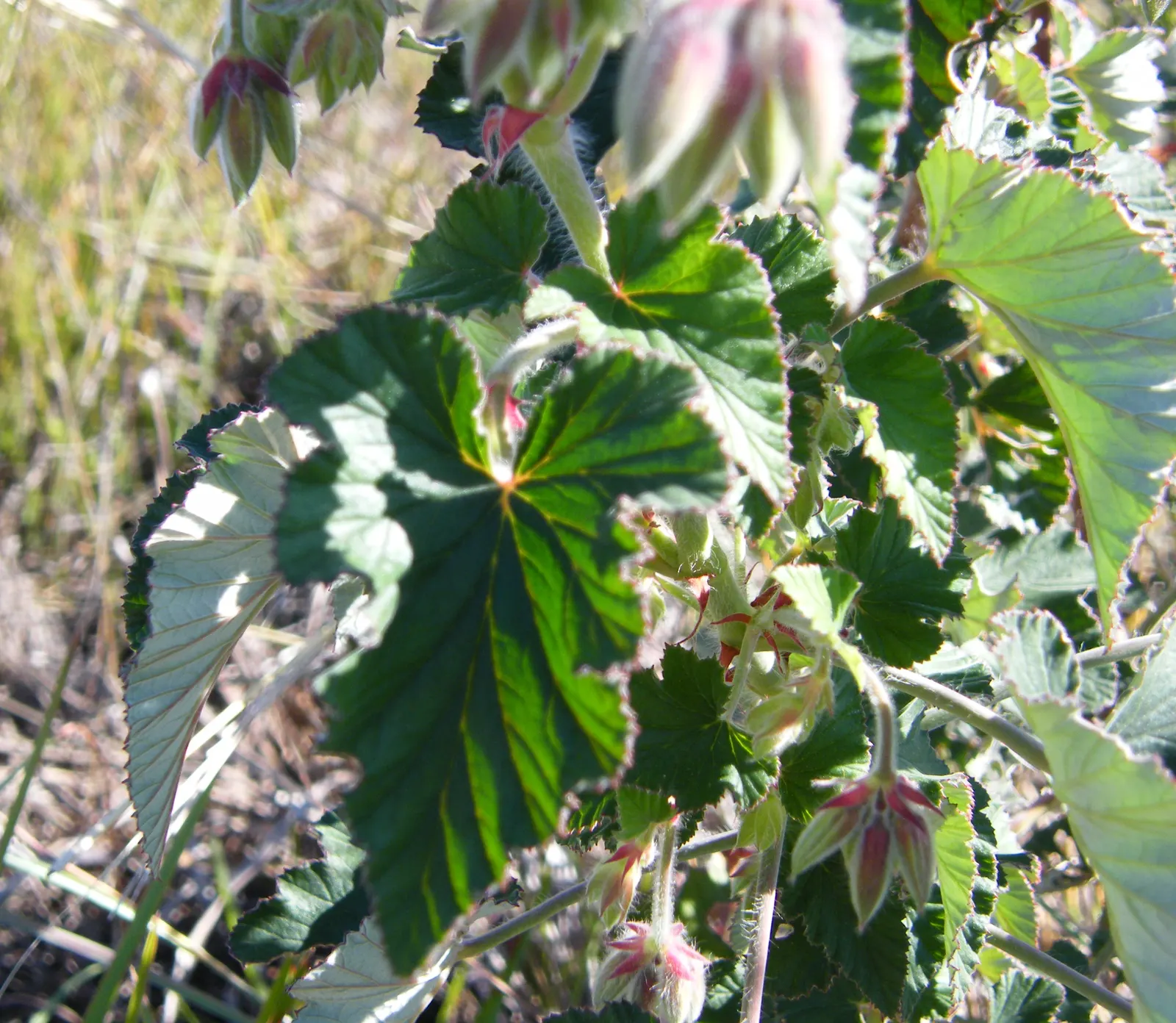 Heartleaf Pelargonium (Pelargonium Cordifolium) — While it requires regular watering; this perennial reaches up to 24 inches in height