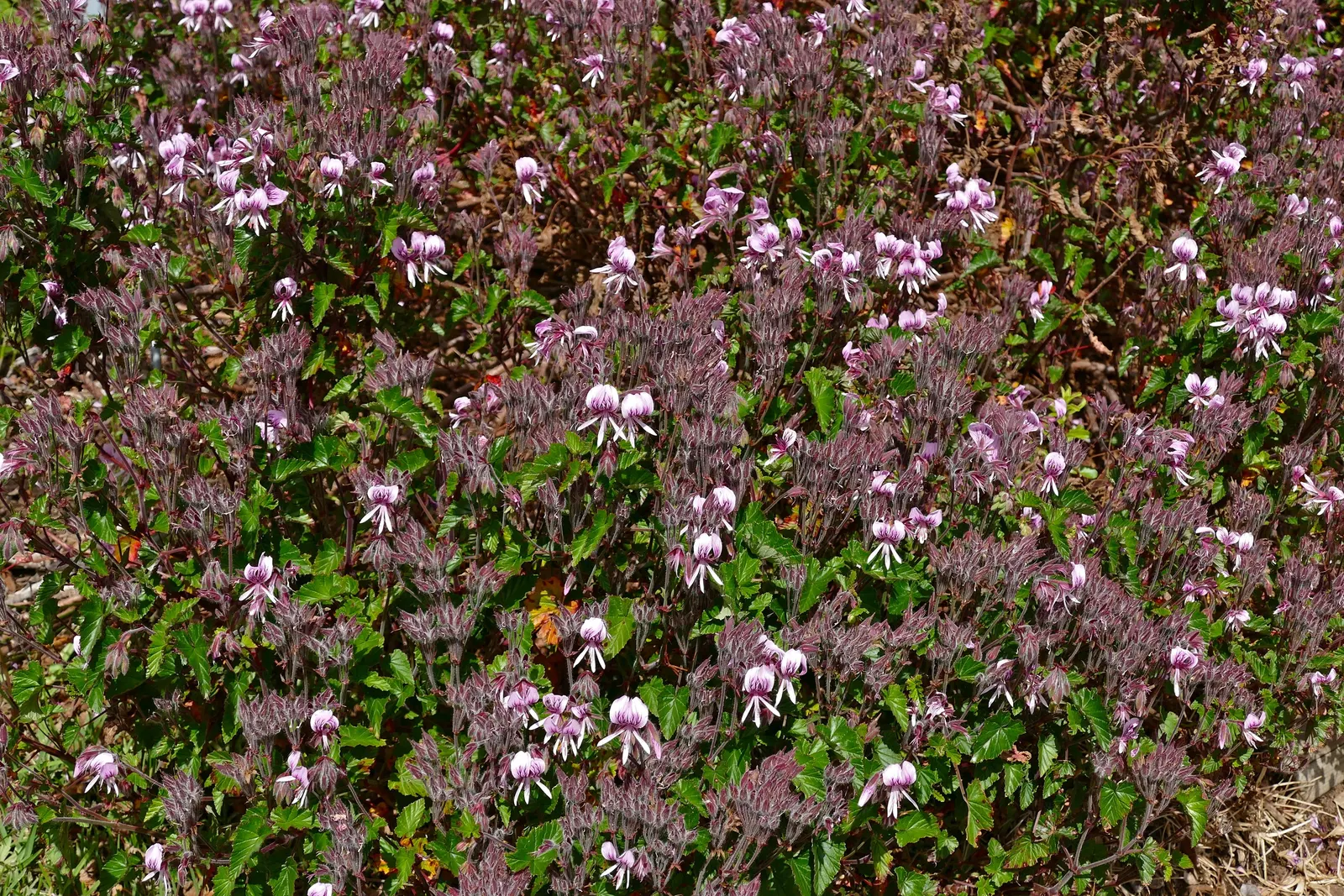 Heartleaf Pelargonium (Pelargonium Cordifolium) — Adds fragrant charm to borders or container gardens; though it prospers with around 6 hours of direct
