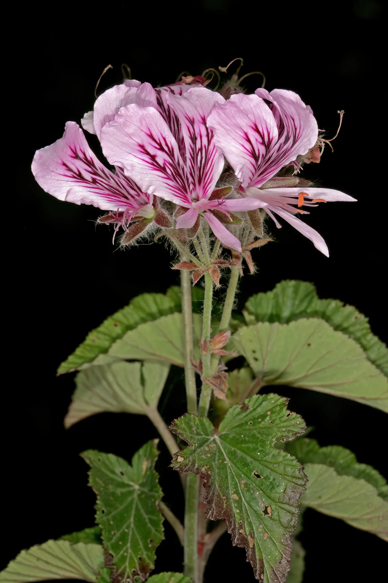 Heartleaf Pelargonium (Pelargonium Cordifolium) — Prune regularly to maintain shape and encourage lush growth; and can reach up to 3 inches in width