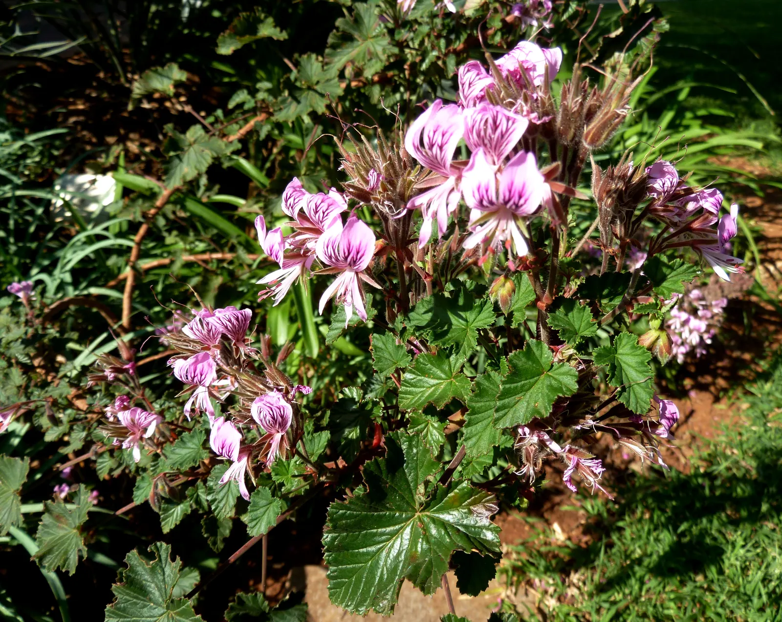 Heartleaf Pelargonium (Pelargonium Cordifolium) — The foliage provides an excellent backdrop for the delicate flowers that appear atop slender stems