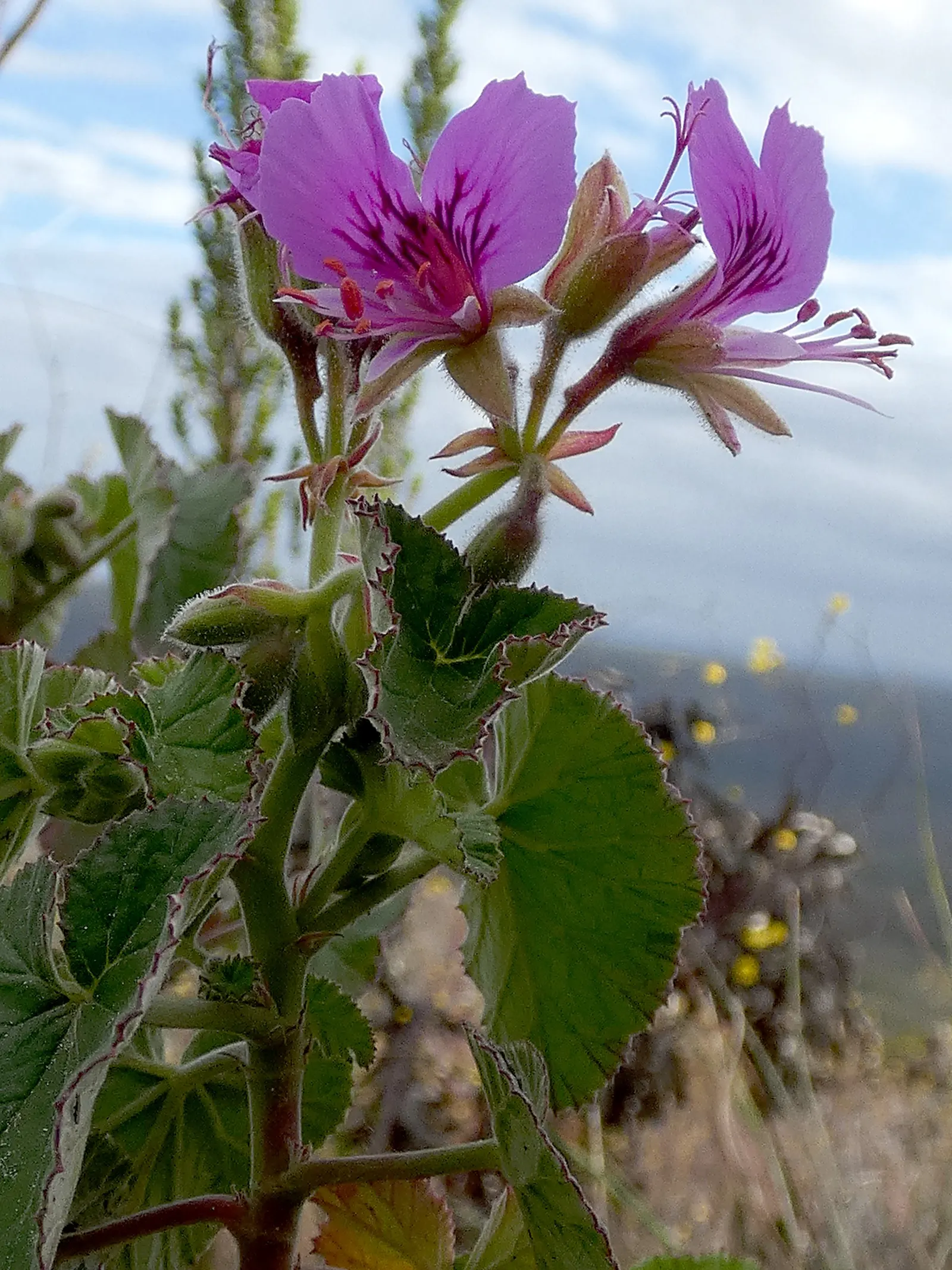 Heartleaf Pelargonium (Pelargonium Cordifolium) — perennial with lavender and pink blooms