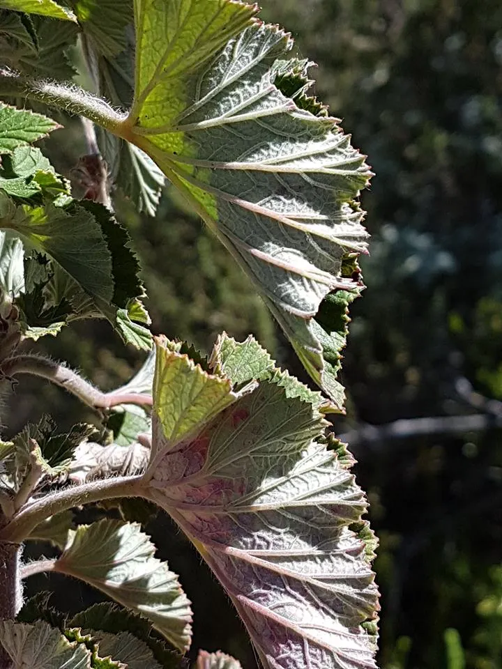 Heartleaf Pelargonium (Pelargonium Cordifolium) — It prefers well-drained soil and can tolerate both full sun and partial shade