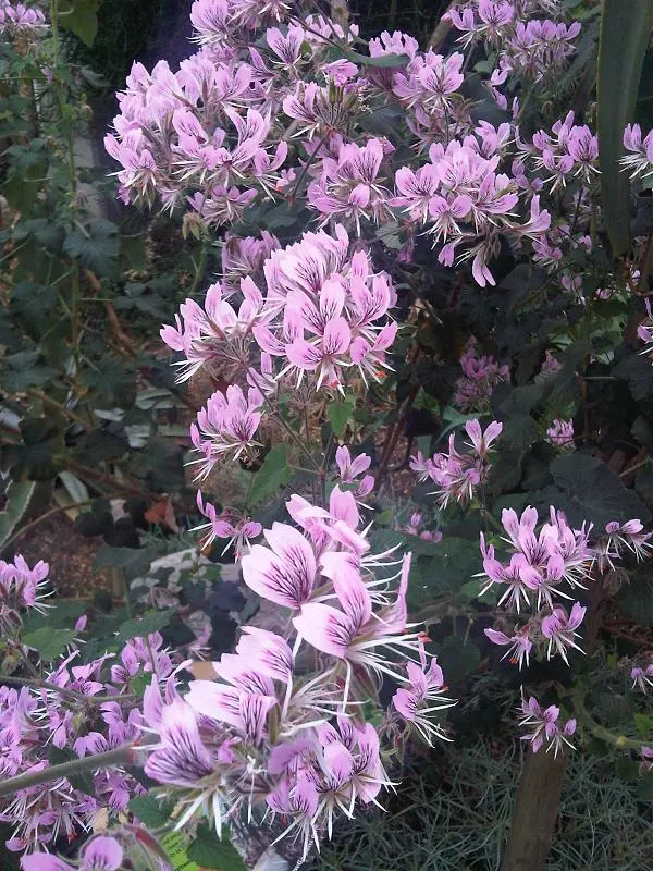 Heartleaf Pelargonium (Pelargonium Cordifolium) — with hues ranging from mauve to pink