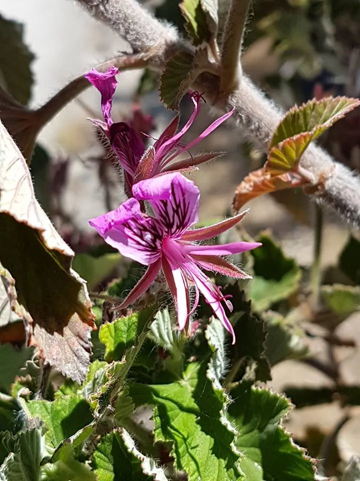 Heartleaf Pelargonium (Pelargonium Cordifolium) — deep green with a slightly glossy texture