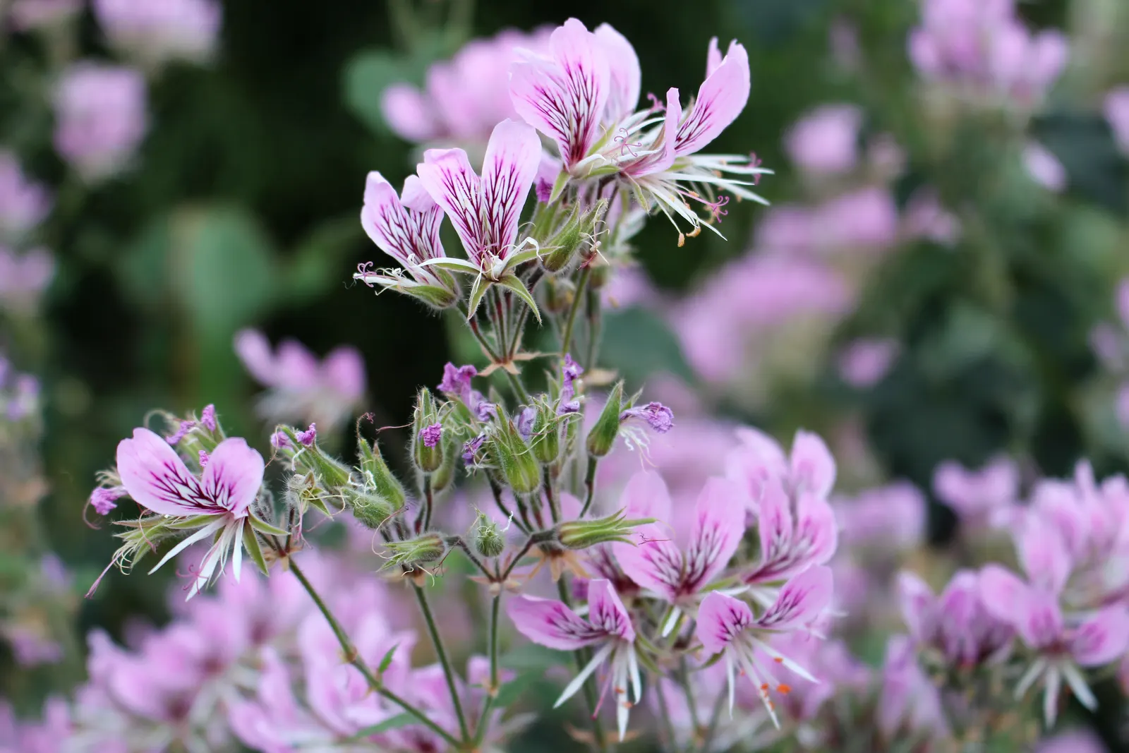 Heartleaf Pelargonium (Pelargonium Cordifolium) — The foliage provides an excellent backdrop for the delicate flowers that appear atop slender stems; adds