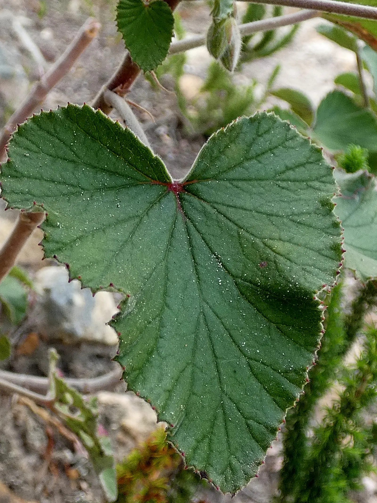 Heartleaf Pelargonium (Pelargonium Cordifolium) — Boasting a compact growth habit