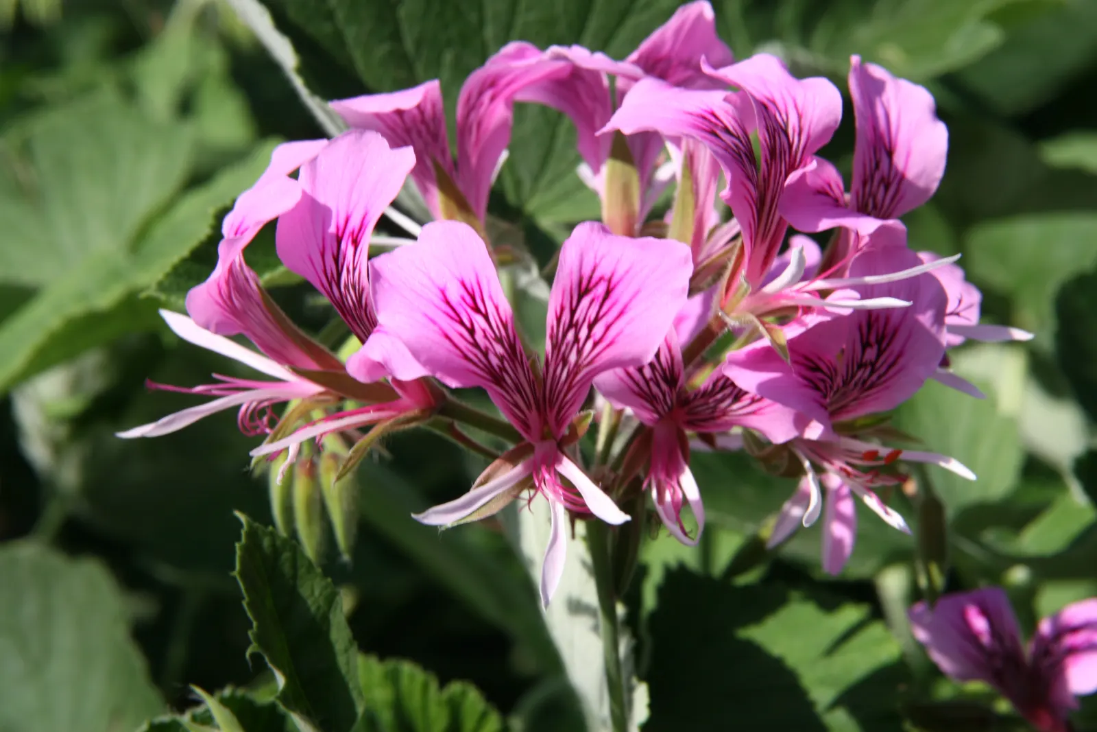 Heartleaf Pelargonium (Pelargonium Cordifolium) — emerge during the warmer months and persist until the first frost; care should be taken to avoid waterlogging