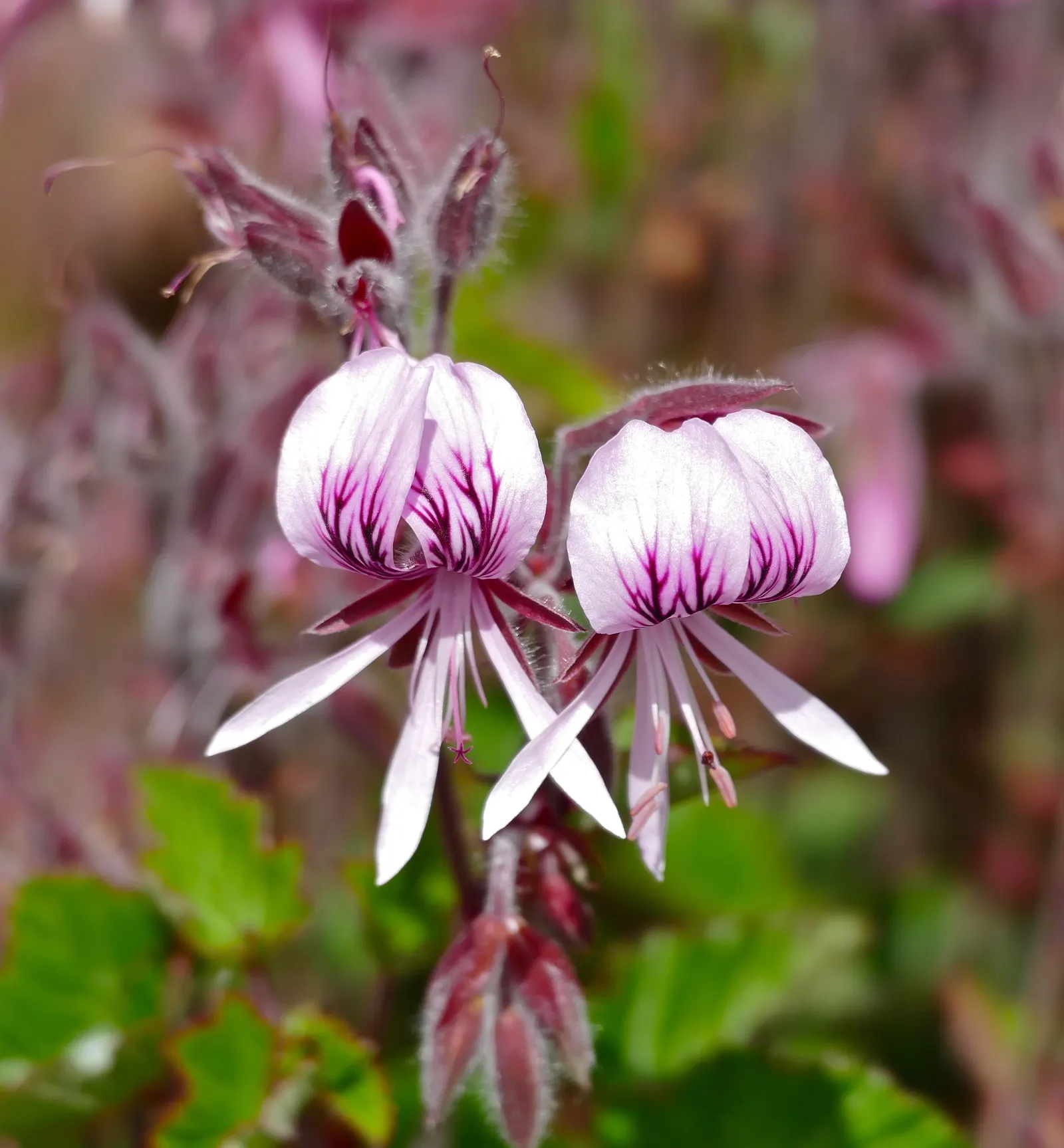 Heartleaf Pelargonium (Pelargonium Cordifolium) — This perennial reaches up to 24 inches in height; deep green with a slightly glossy texture