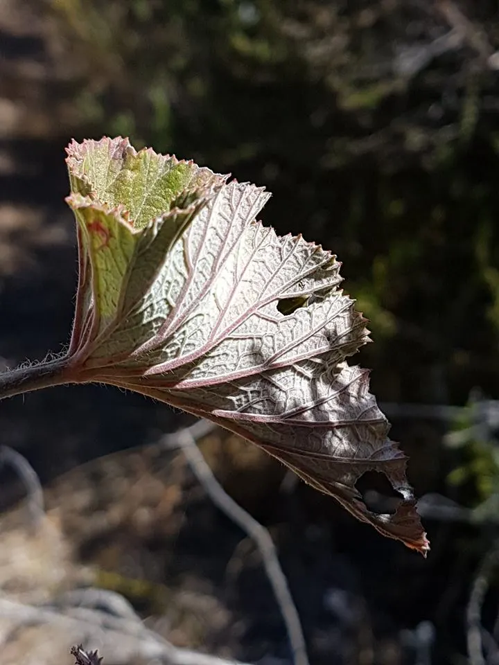 Heartleaf Pelargonium (Pelargonium Cordifolium) — emerge during the warmer months and persist until the first frost