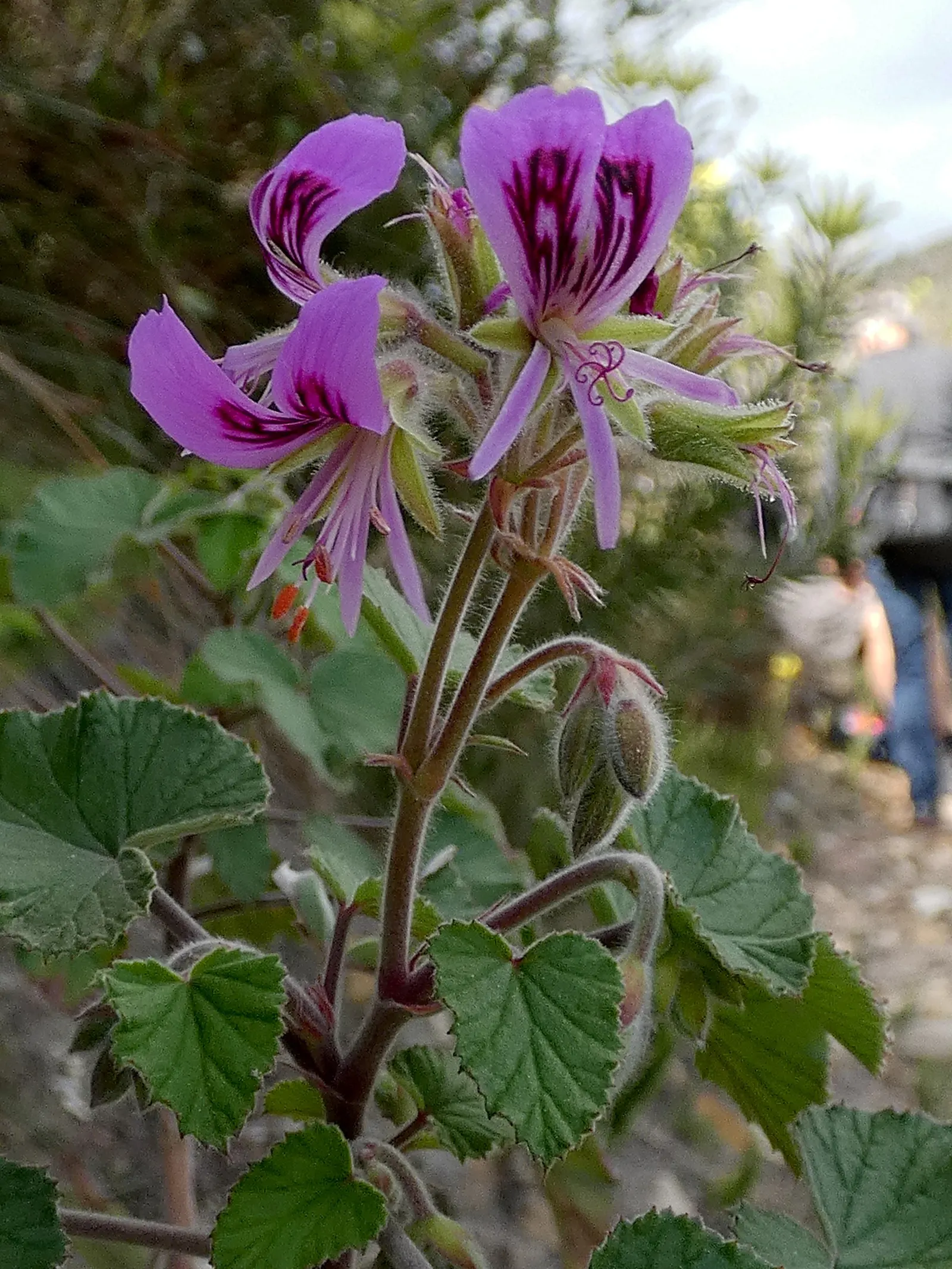 Heartleaf Pelargonium (Pelargonium Cordifolium) — though it prospers with around 6 hours of direct sunlight per day; as it is susceptible to root