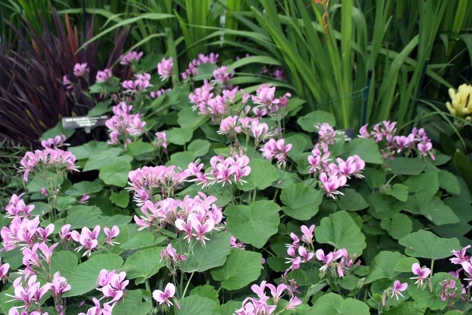 Heartleaf Pelargonium (Pelargonium Cordifolium) — features velvety heart-shaped leaves with an enchanting citrus scent