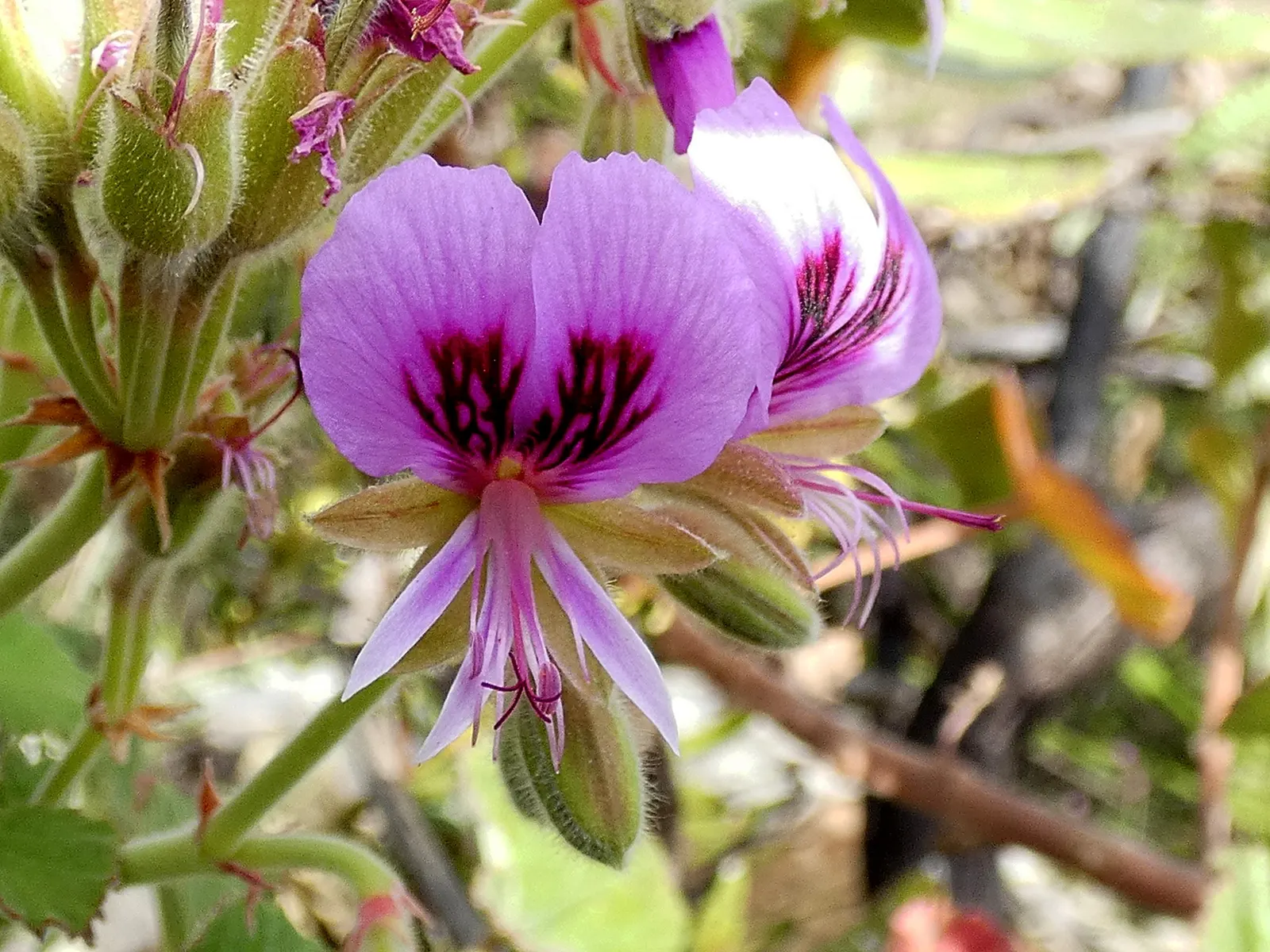 Heartleaf Pelargonium (Pelargonium Cordifolium) — though it prospers with around 6 hours of direct sunlight per day