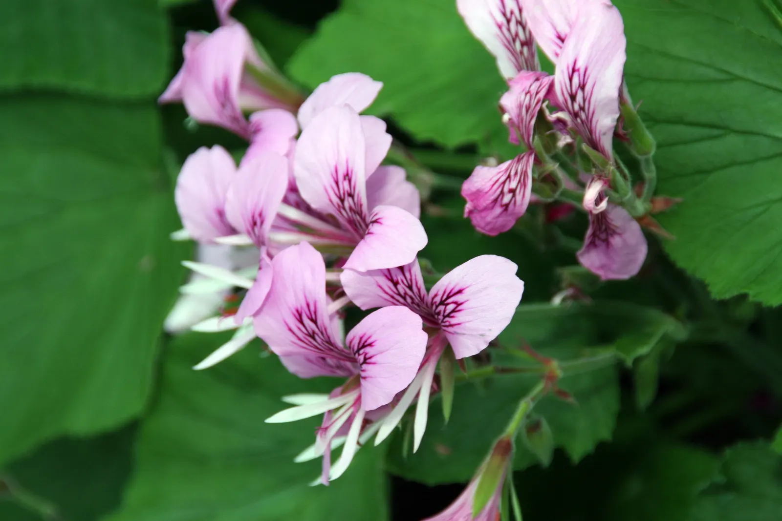 Heartleaf Pelargonium (Pelargonium Cordifolium) — slow-release fertilizer before the growing season